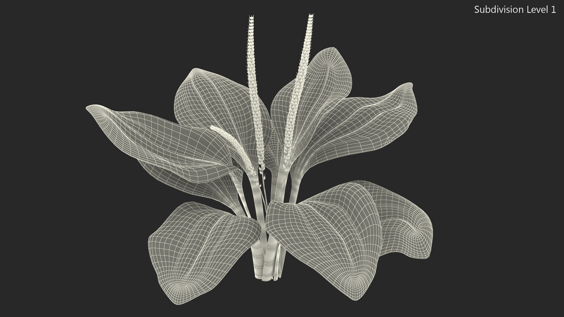 Realistic Broadleaf Plantain Plant 3D model