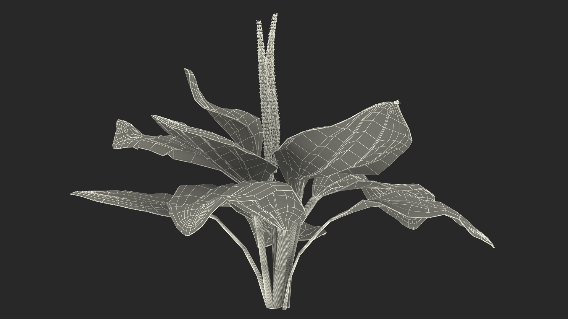 Realistic Broadleaf Plantain Plant 3D model