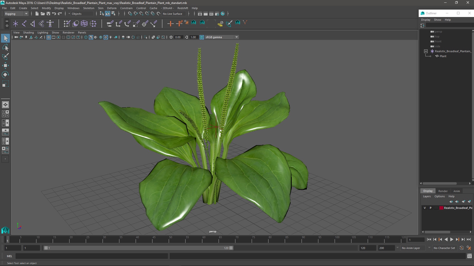 Realistic Broadleaf Plantain Plant 3D model