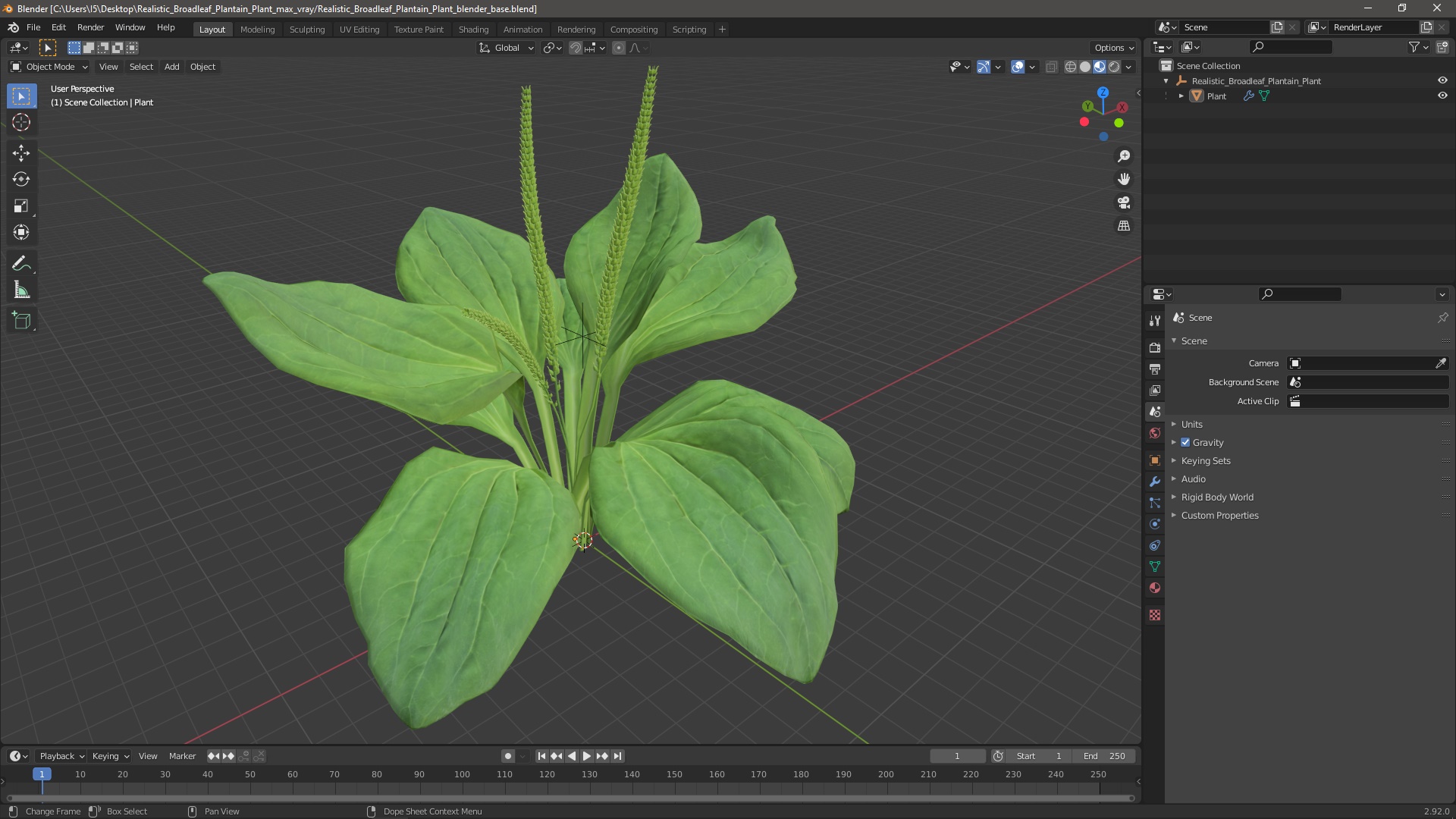 Realistic Broadleaf Plantain Plant 3D model
