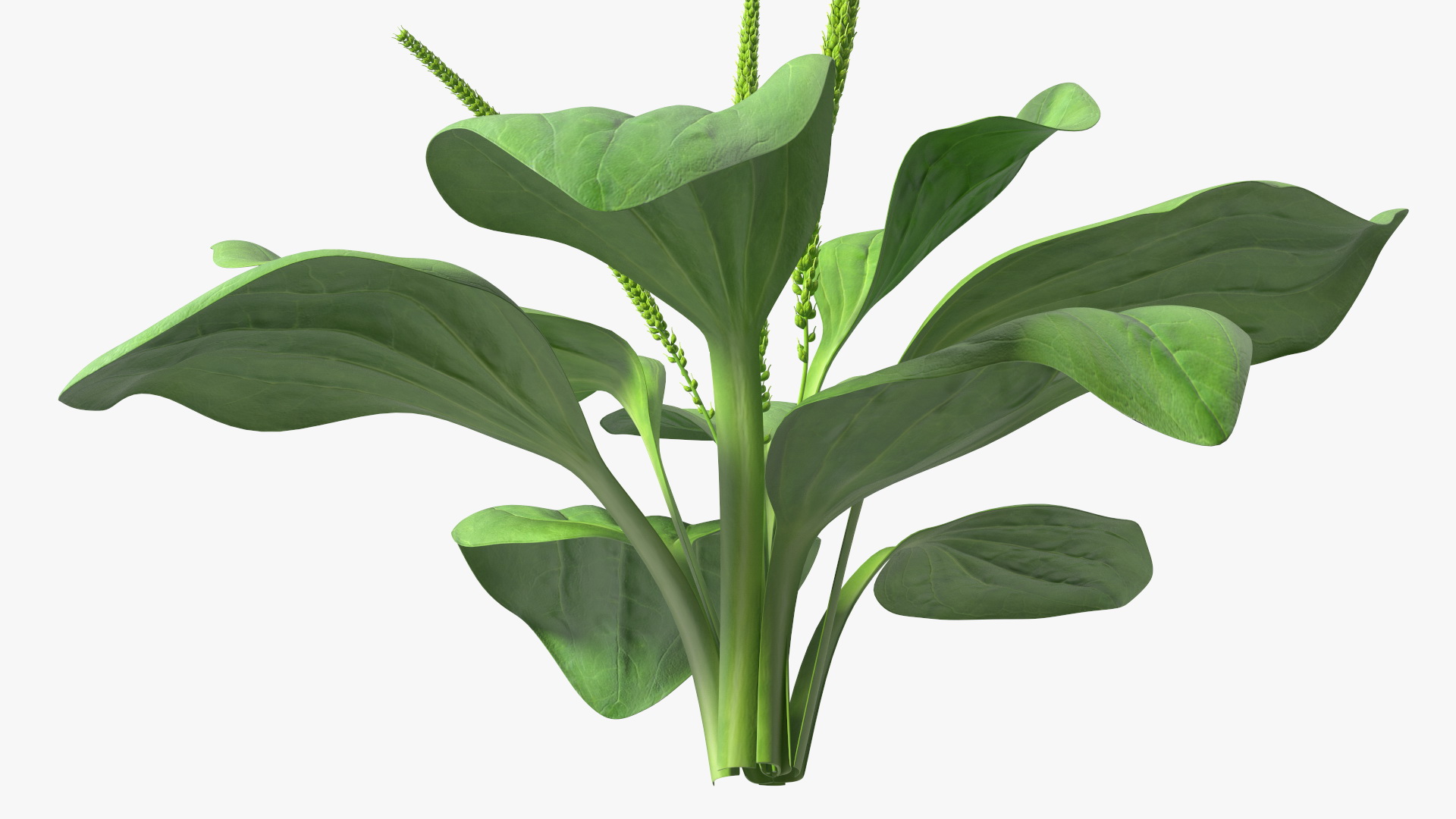 Realistic Broadleaf Plantain Plant 3D model