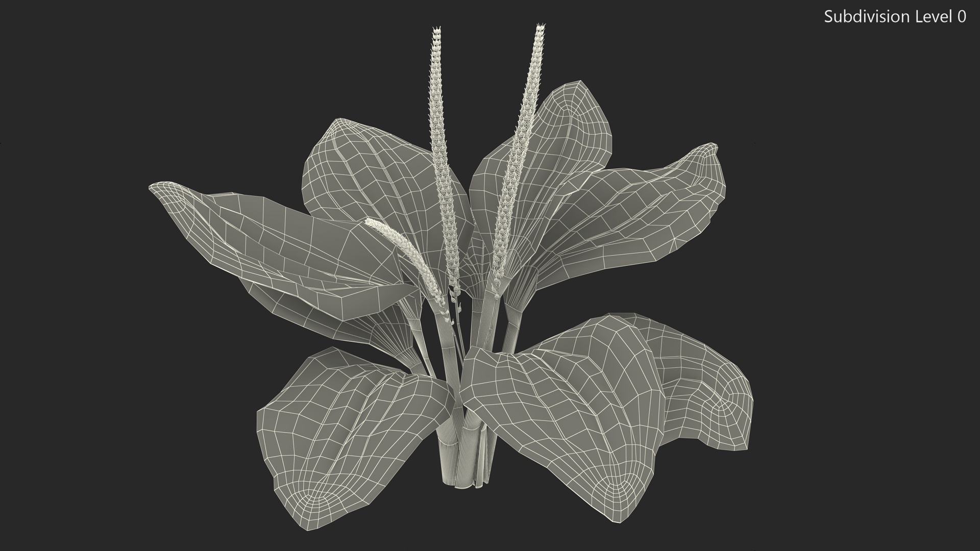 Realistic Broadleaf Plantain Plant 3D model
