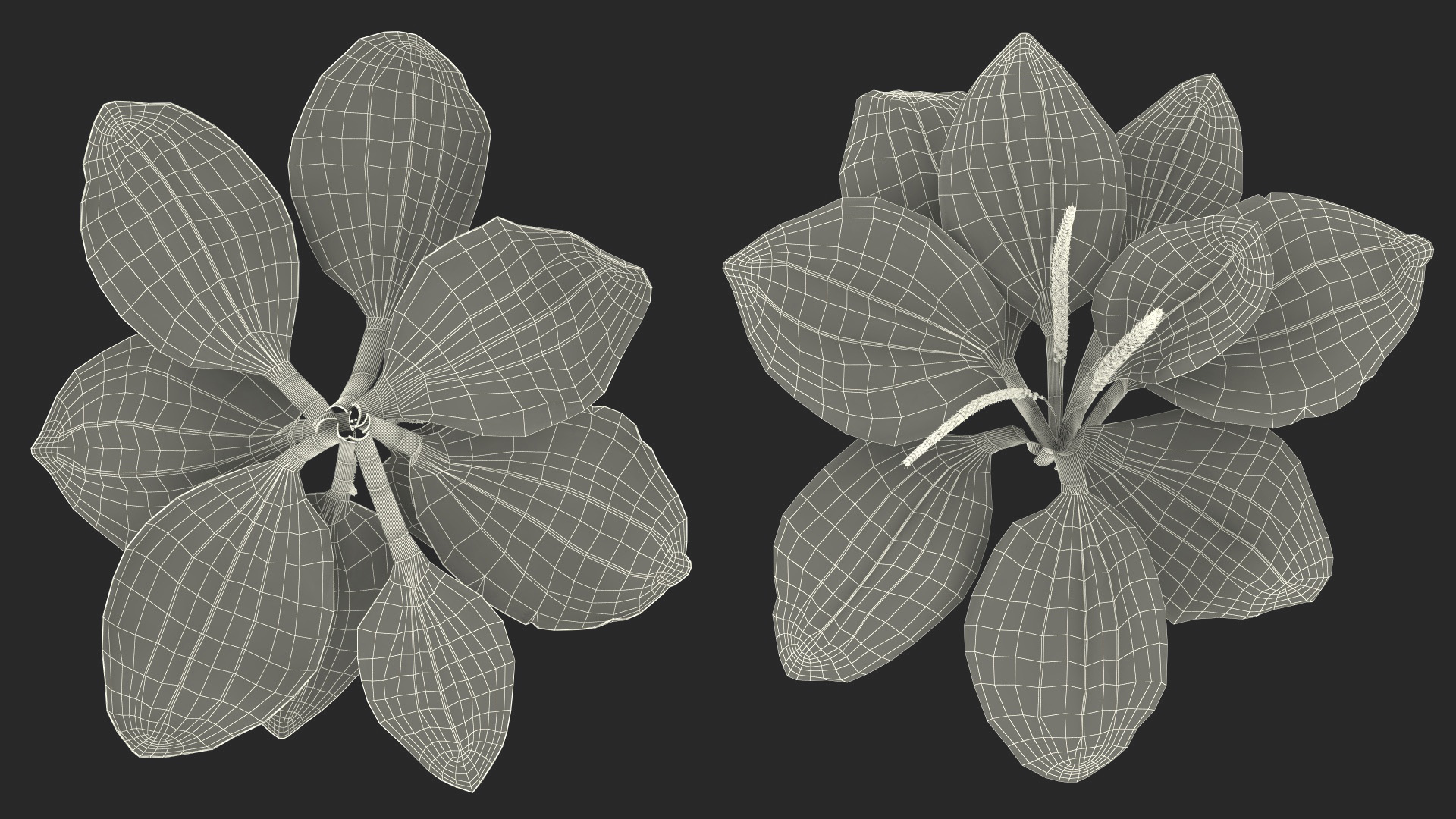 Realistic Broadleaf Plantain Plant 3D model