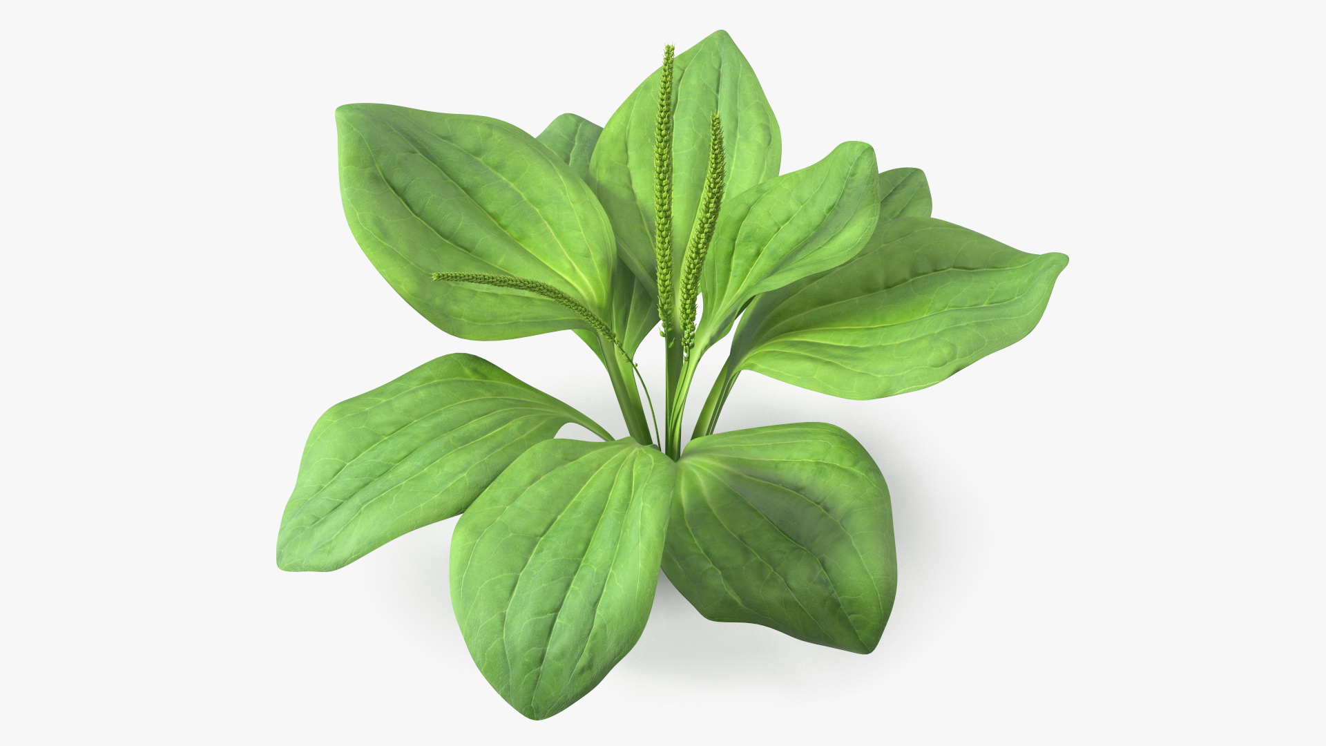 Realistic Broadleaf Plantain Plant 3D model