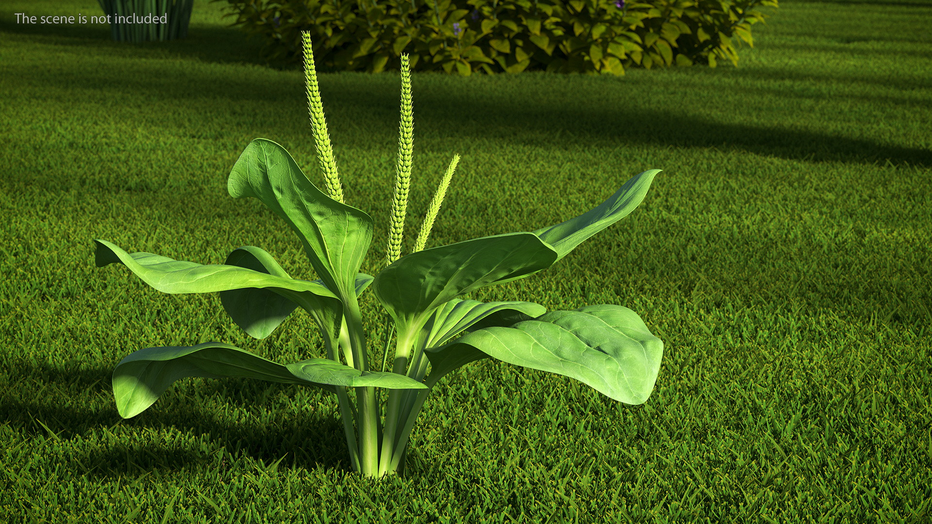 Realistic Broadleaf Plantain Plant 3D model