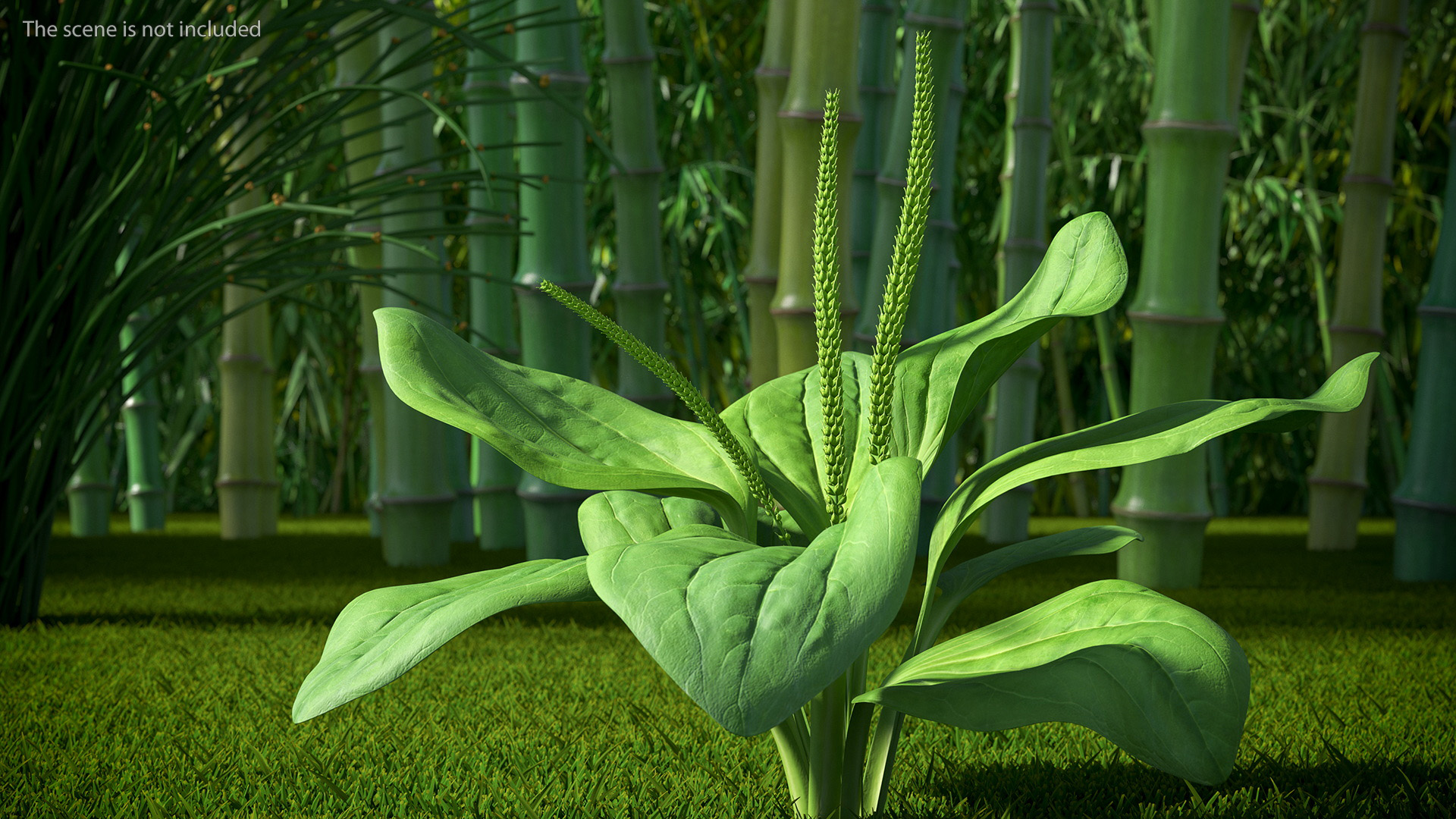 Realistic Broadleaf Plantain Plant 3D model
