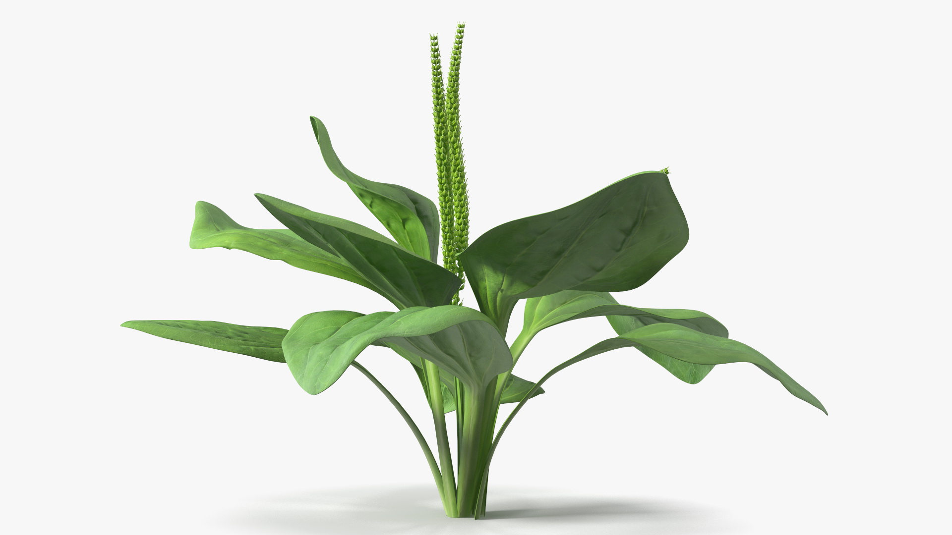 Realistic Broadleaf Plantain Plant 3D model