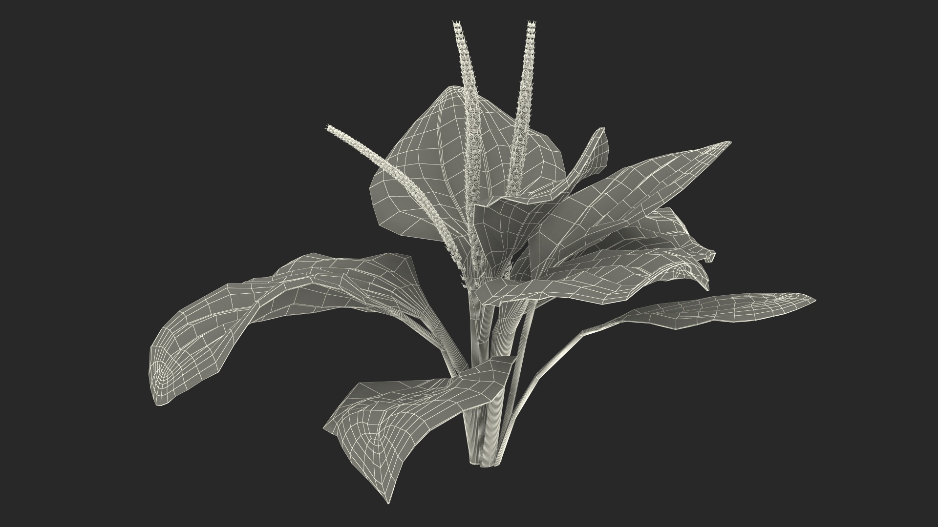 Realistic Broadleaf Plantain Plant 3D model
