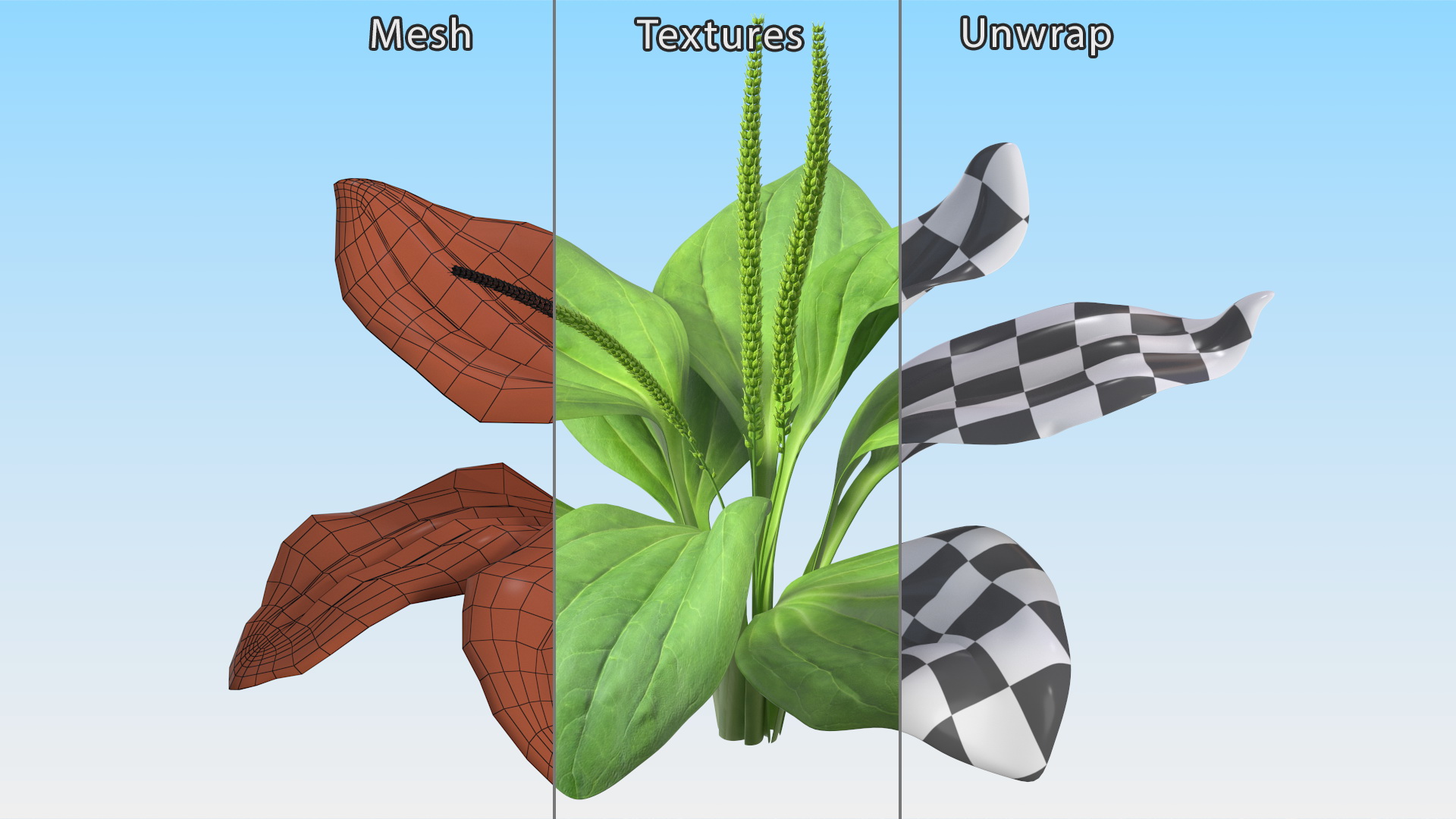 Realistic Broadleaf Plantain Plant 3D model