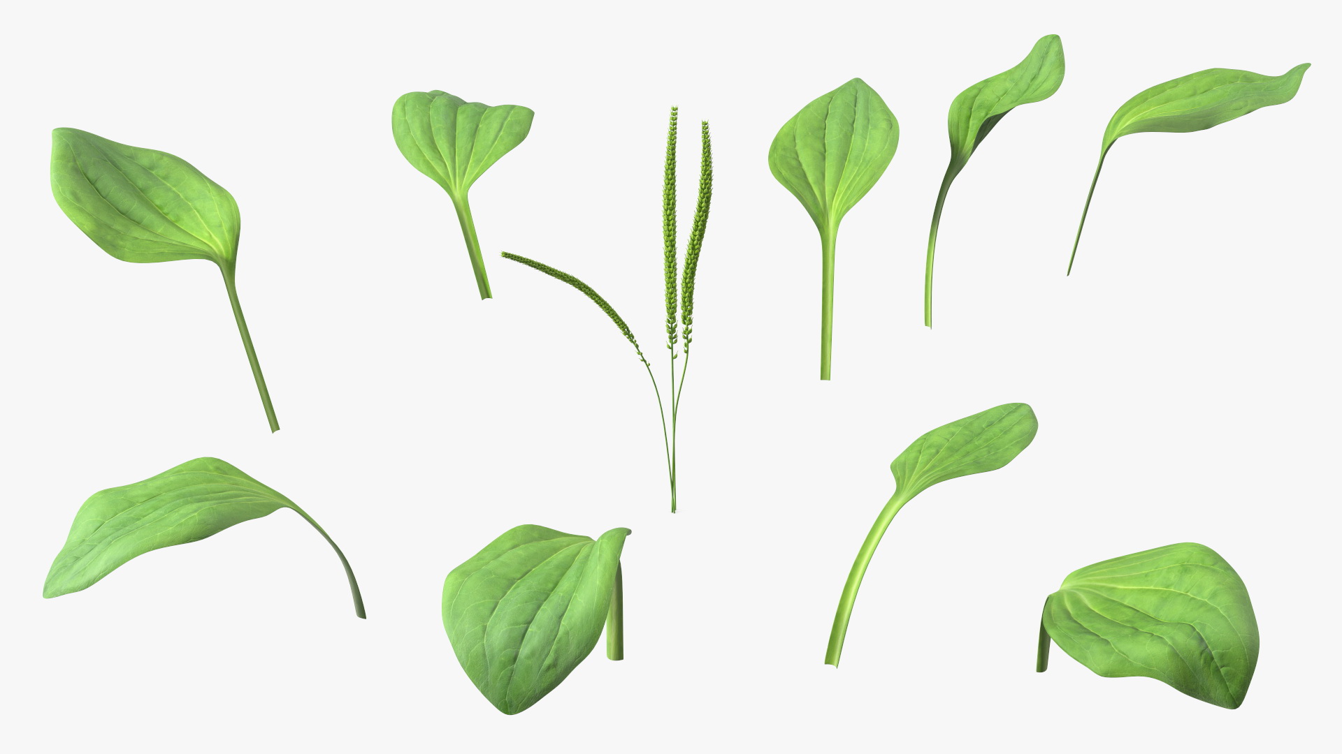 Realistic Broadleaf Plantain Plant 3D model