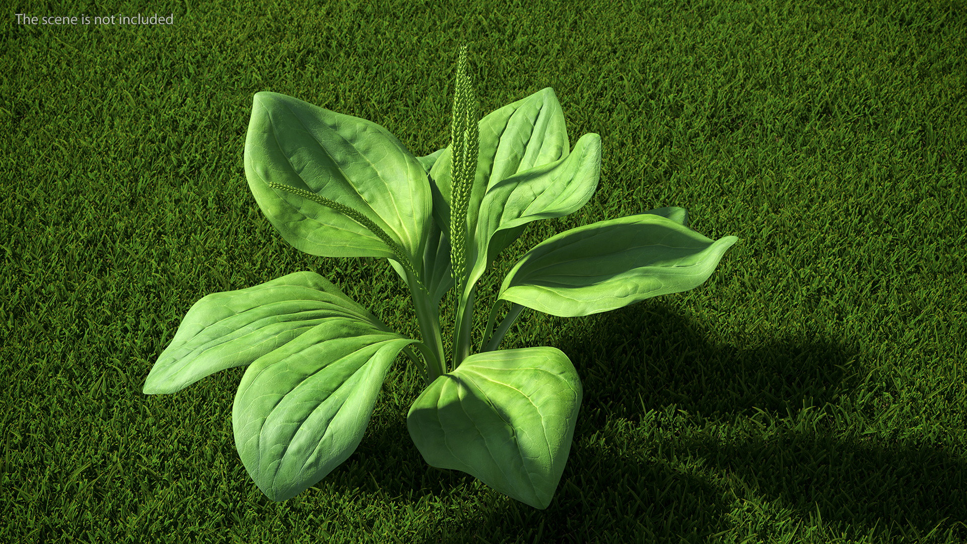 Realistic Broadleaf Plantain Plant 3D model