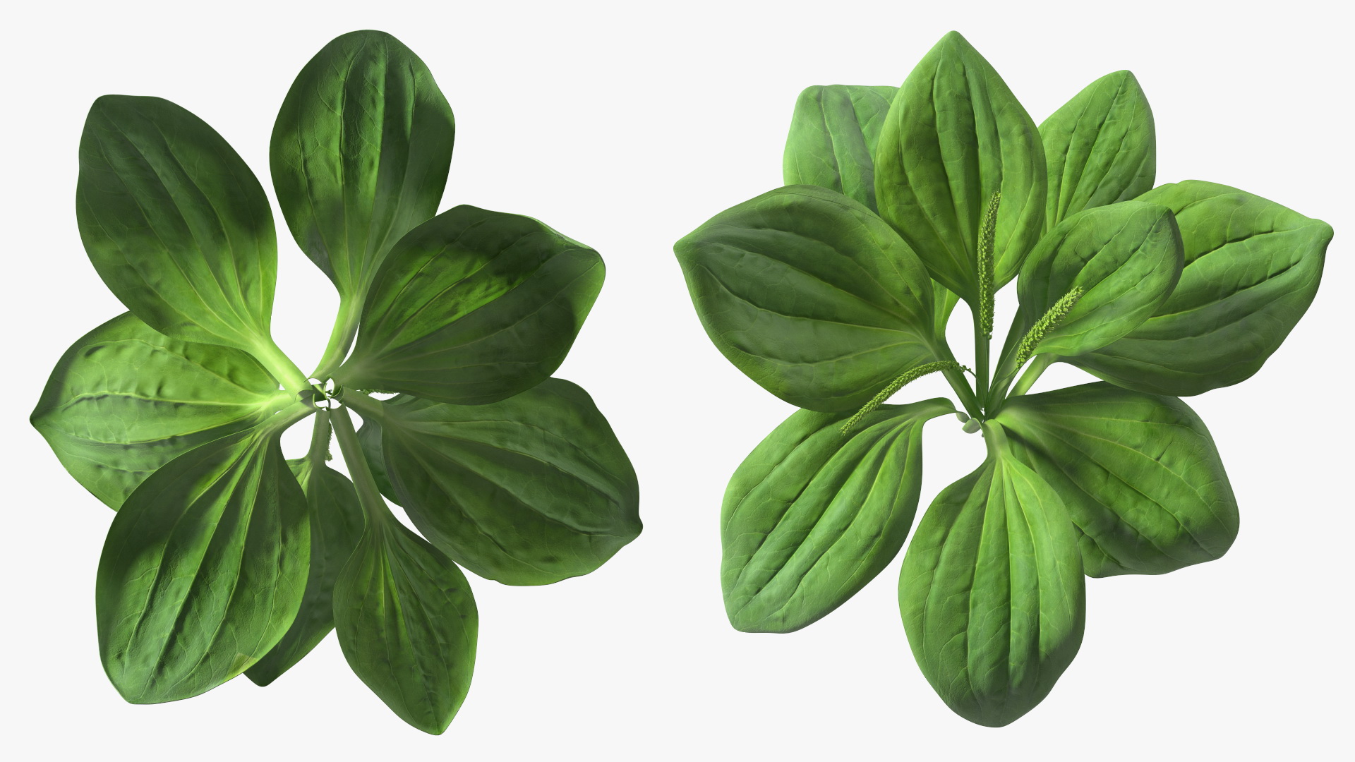 Realistic Broadleaf Plantain Plant 3D model