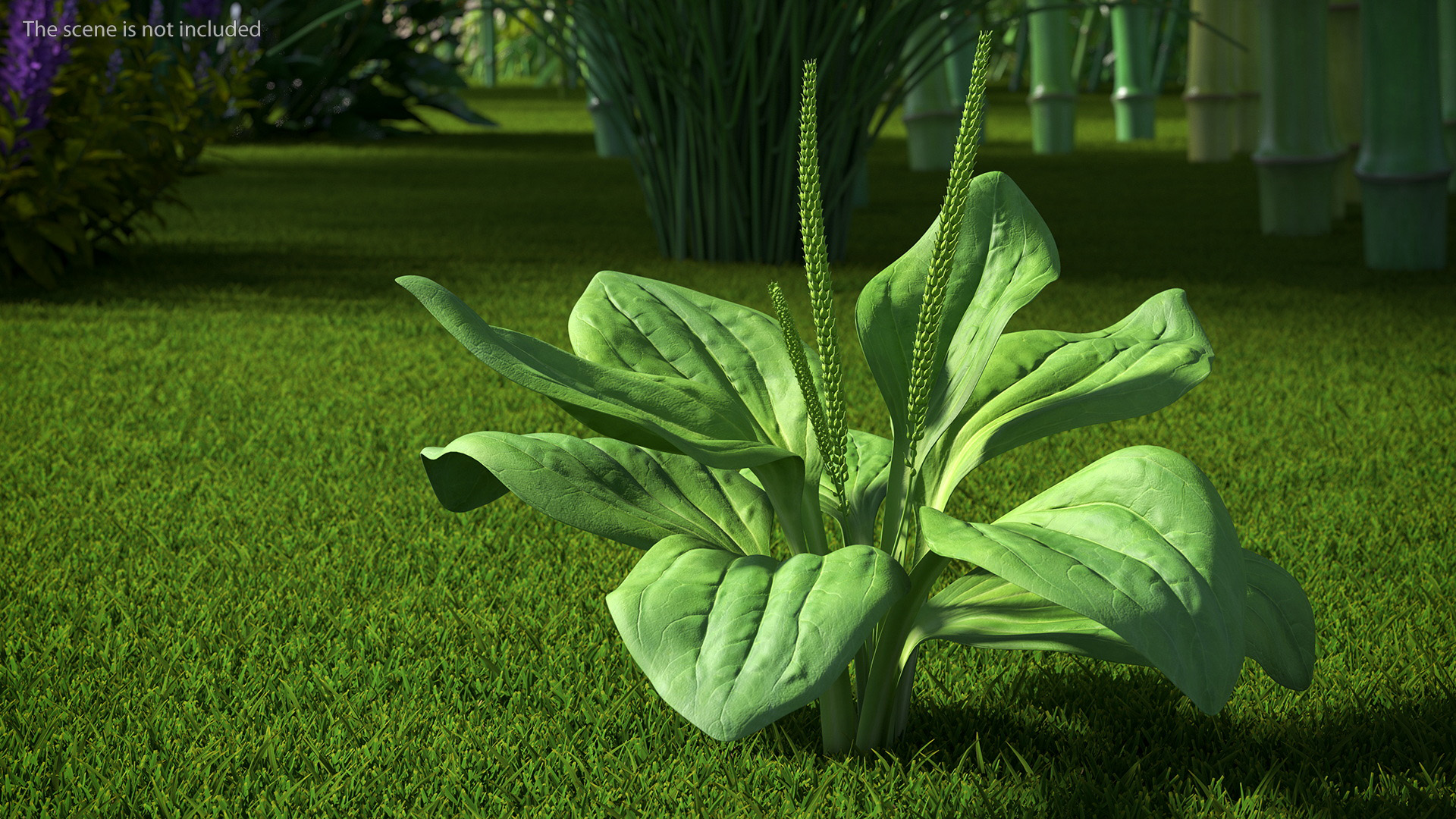Realistic Broadleaf Plantain Plant 3D model