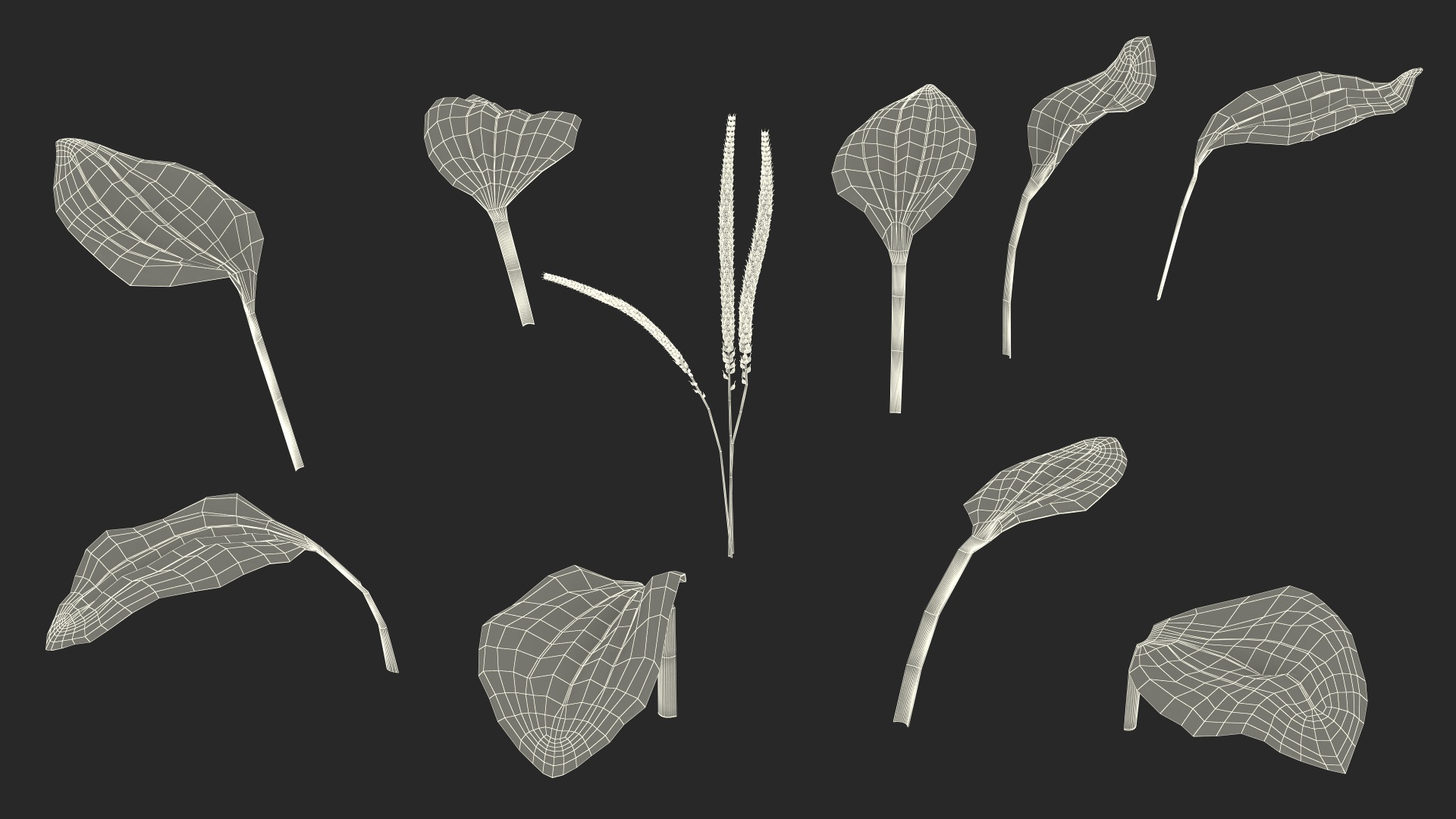 Realistic Broadleaf Plantain Plant 3D model