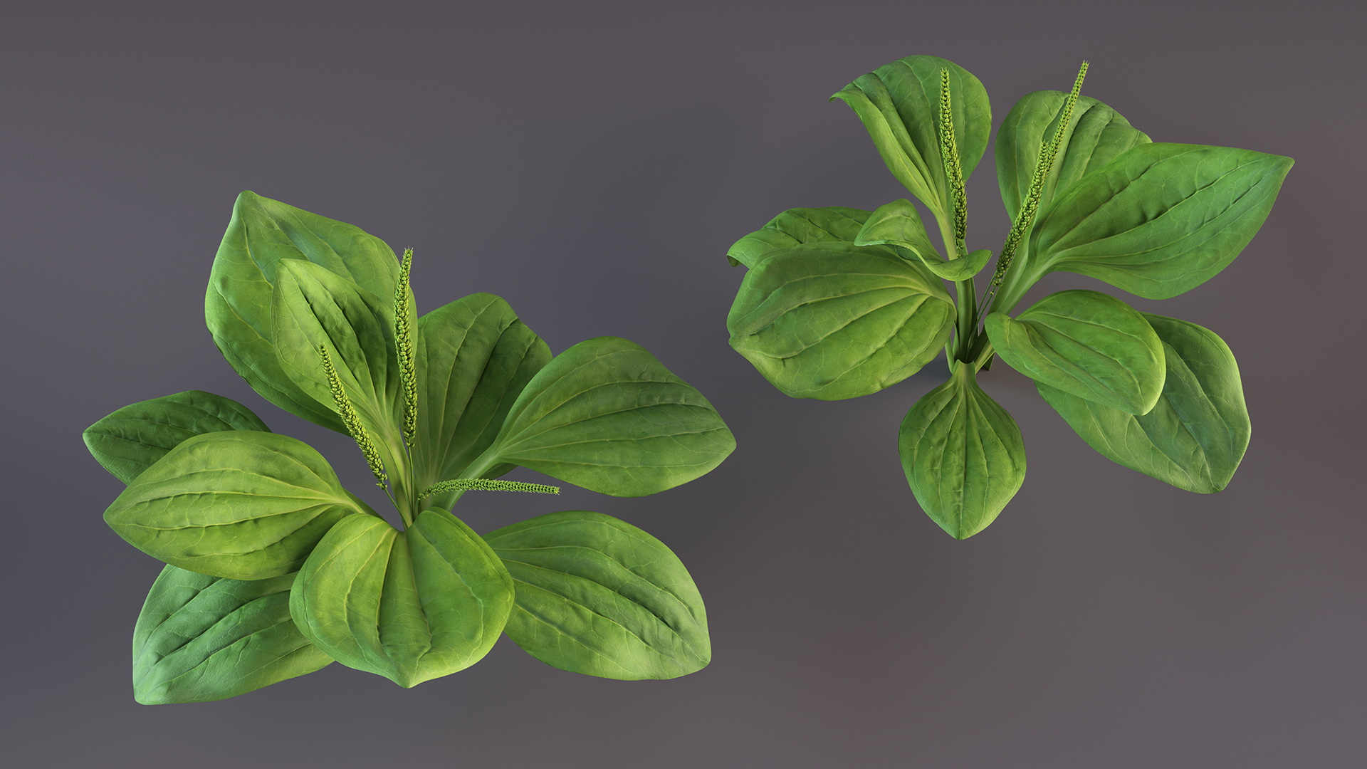Realistic Broadleaf Plantain Plant 3D model