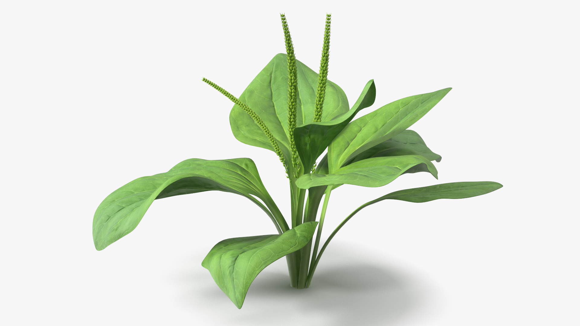 Realistic Broadleaf Plantain Plant 3D model
