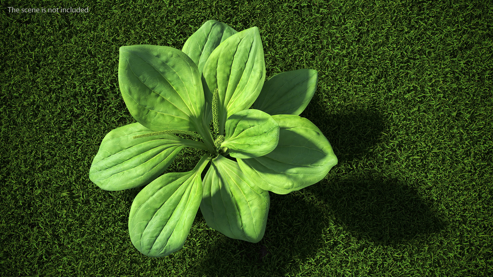 Realistic Broadleaf Plantain Plant 3D model