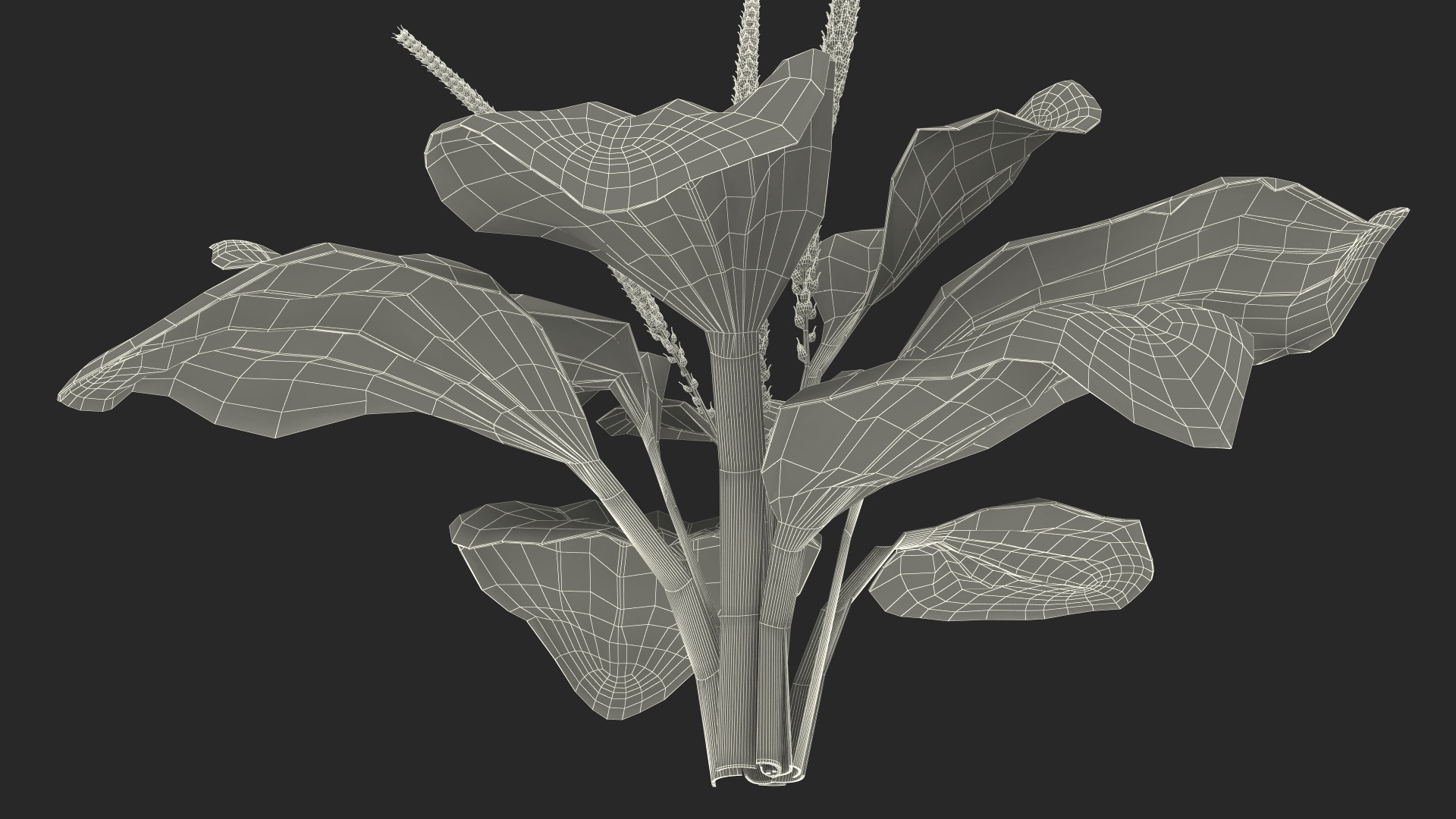 Realistic Broadleaf Plantain Plant 3D model