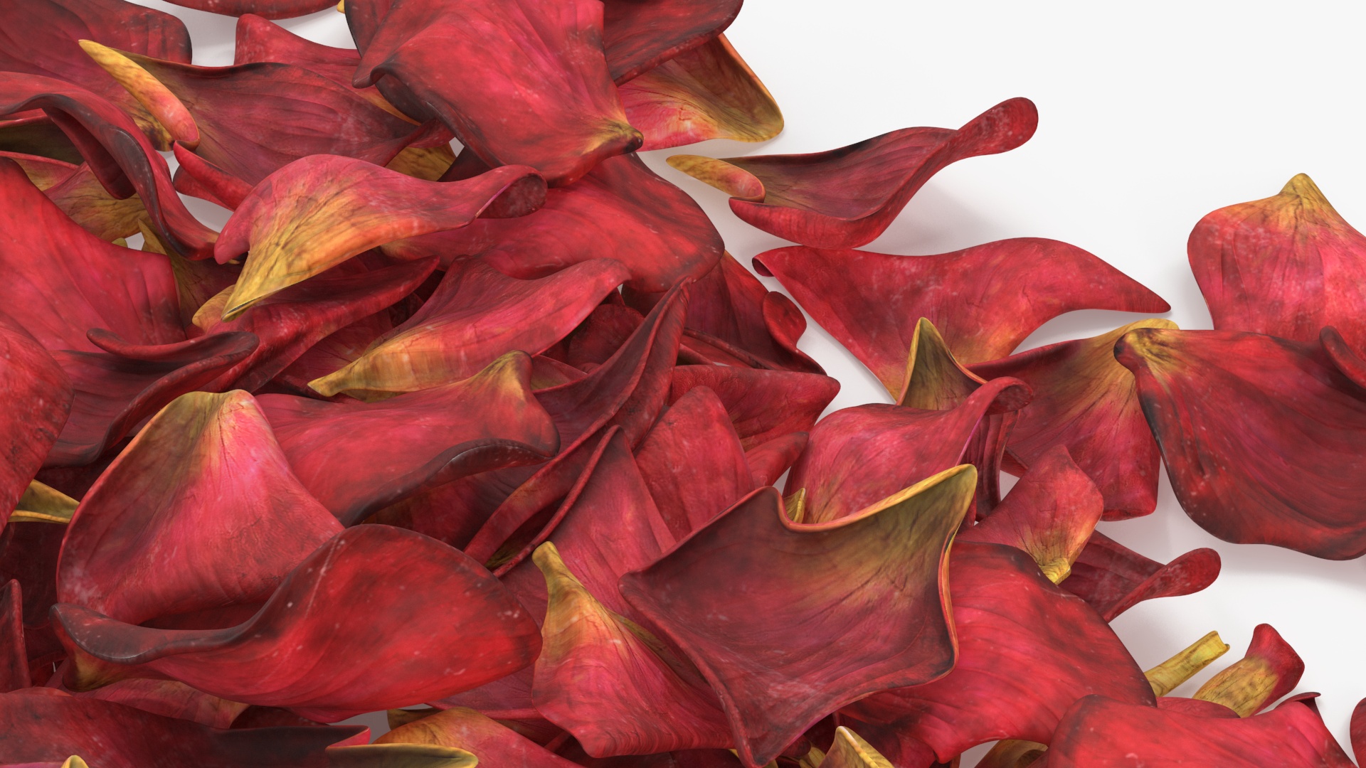 Dried Rose Petals Pile 3D