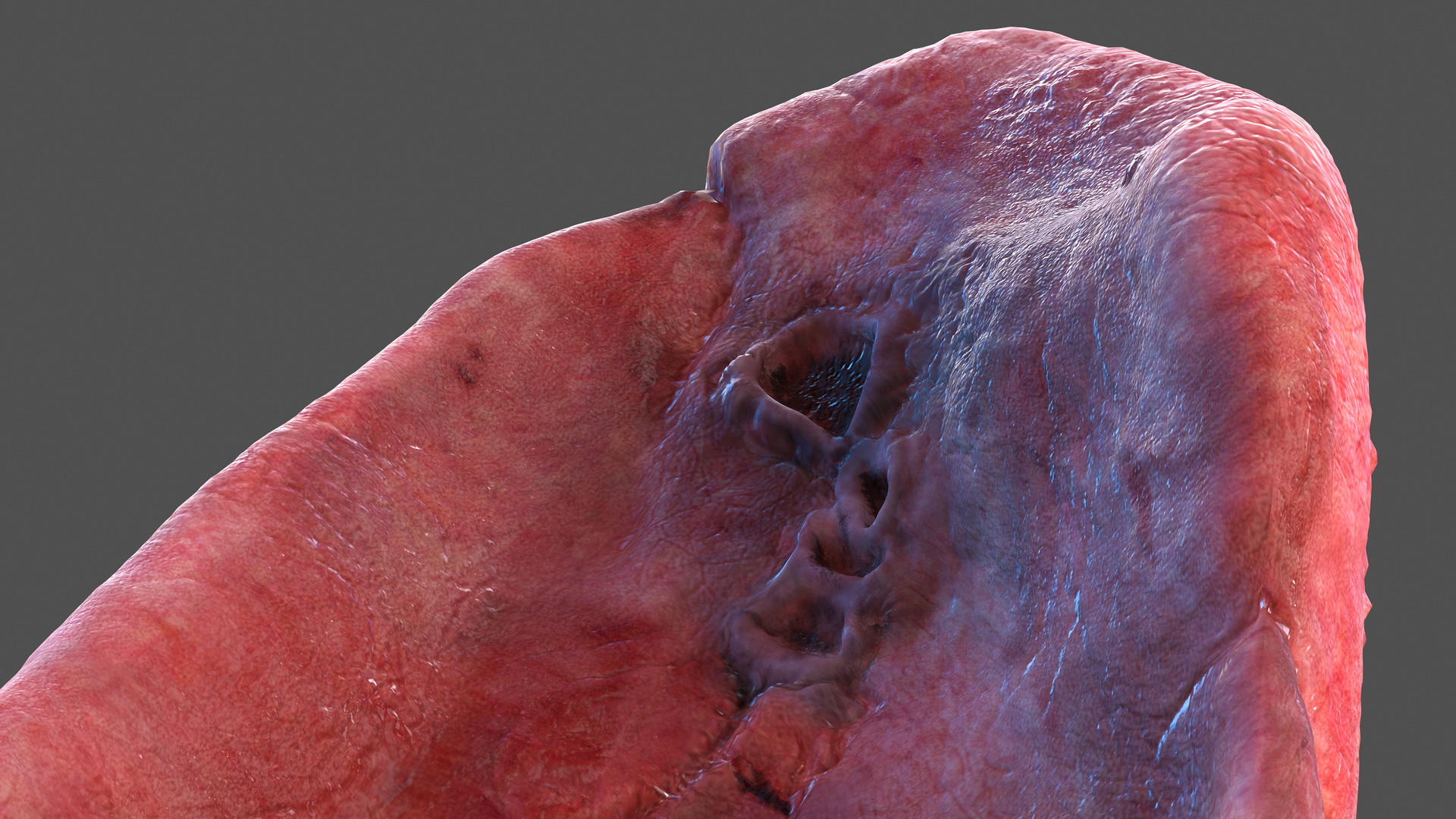 3D model Human Lung Left