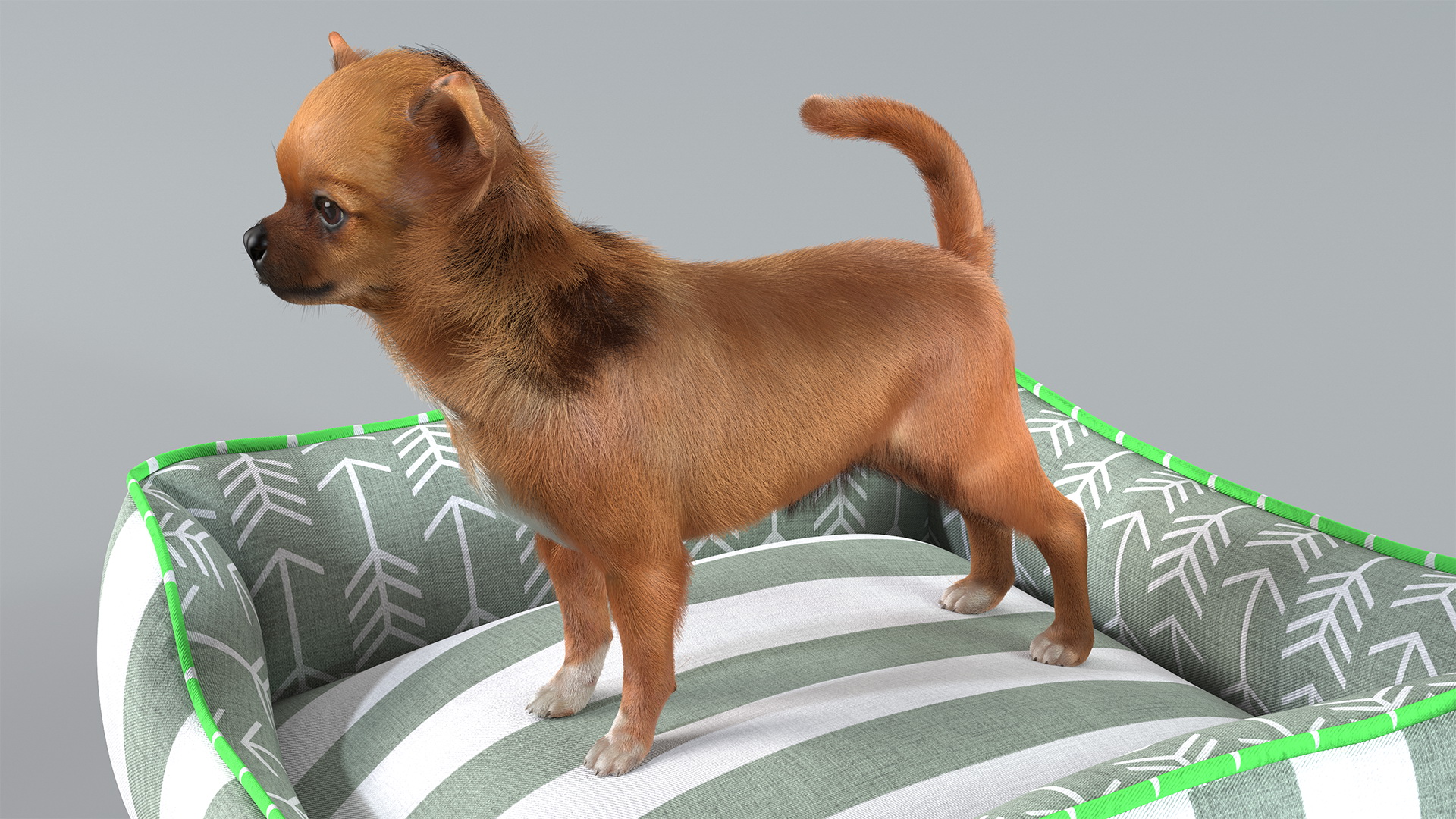Chihuahua in Dog Bed with Fur 3D model