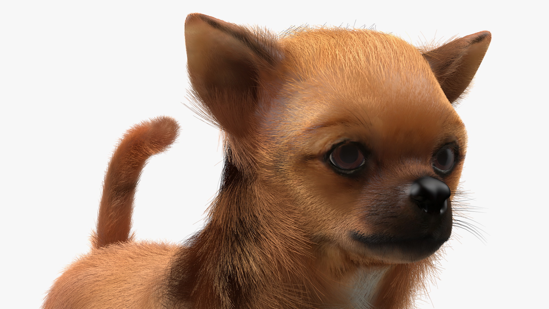 Chihuahua in Dog Bed with Fur 3D model