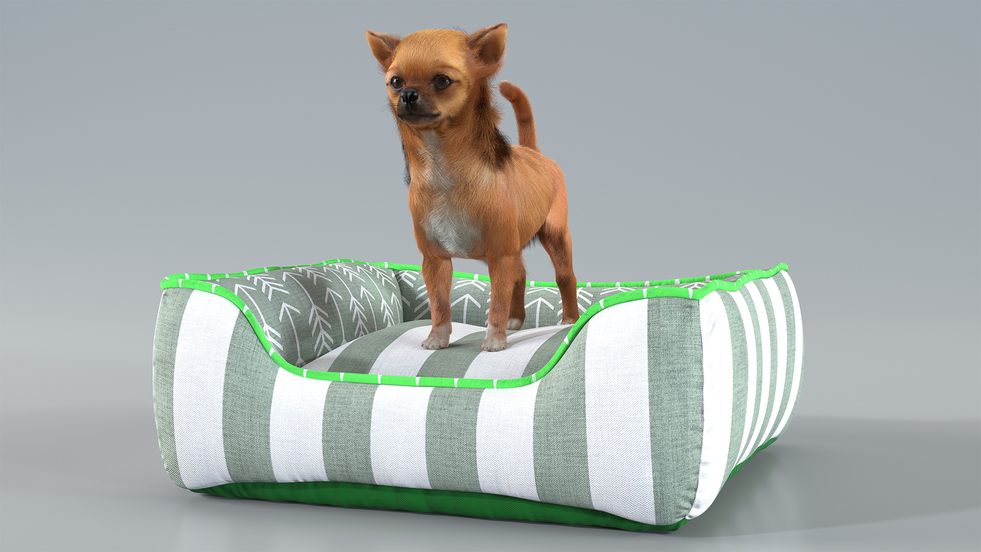 Chihuahua in Dog Bed with Fur 3D model