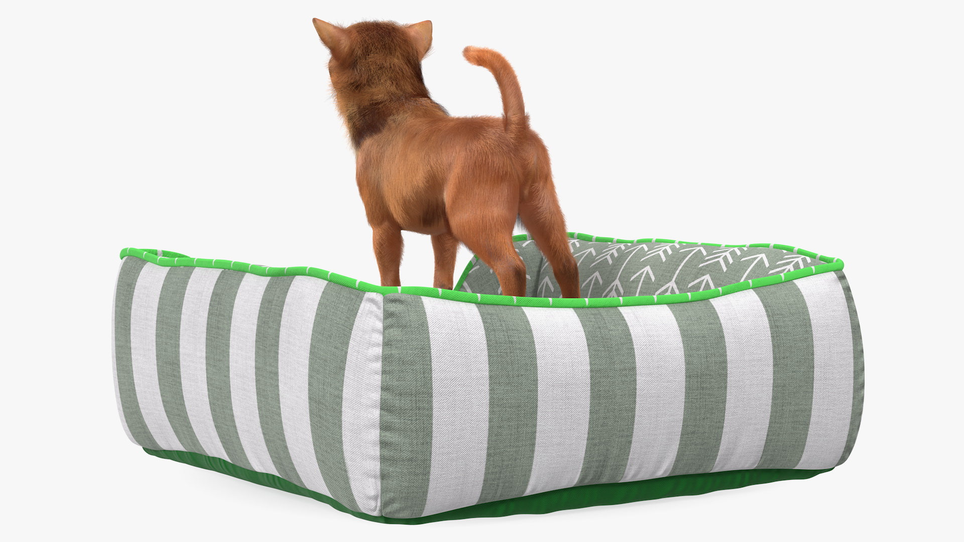 Chihuahua in Dog Bed with Fur 3D model