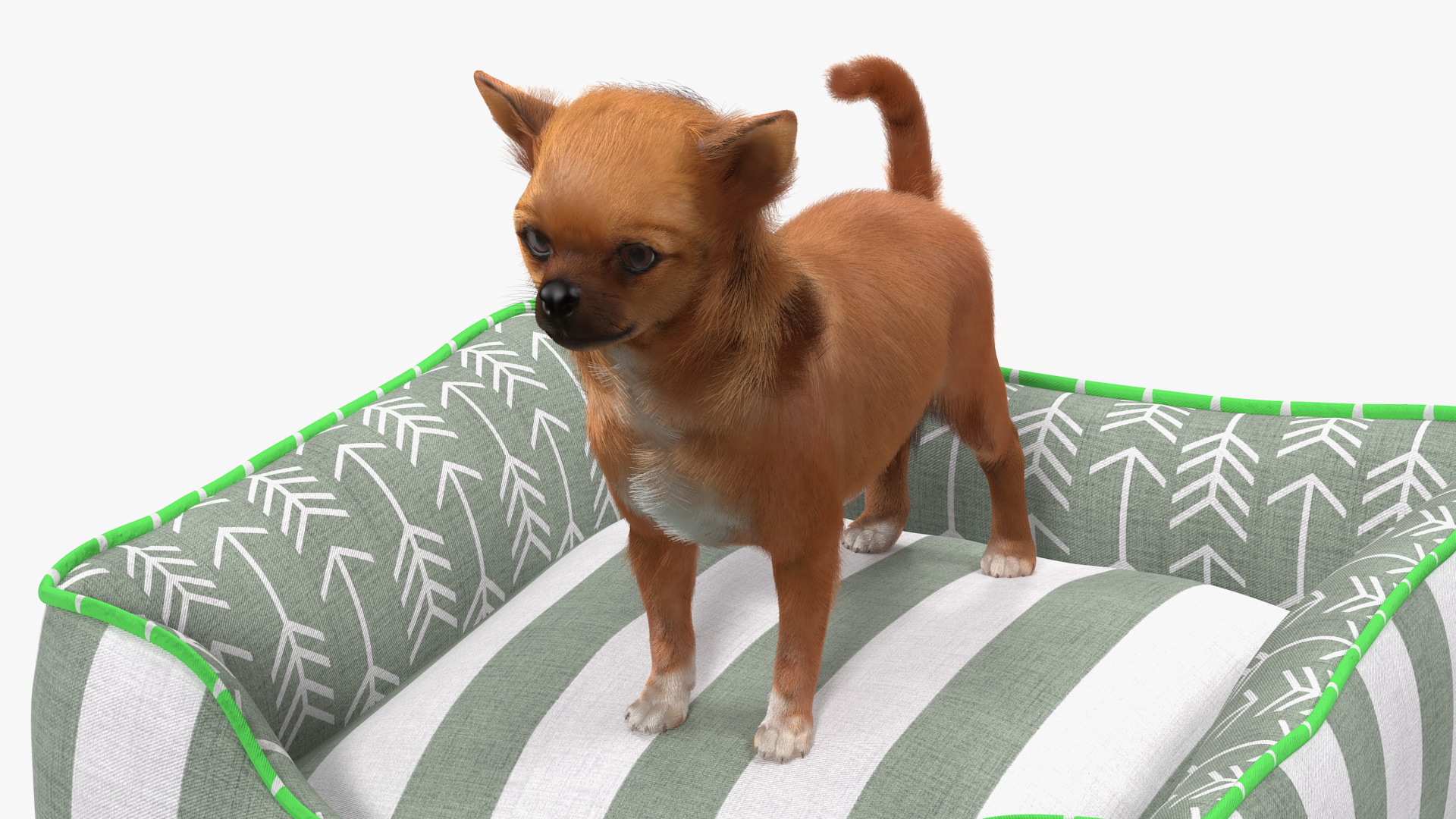Chihuahua in Dog Bed with Fur 3D model
