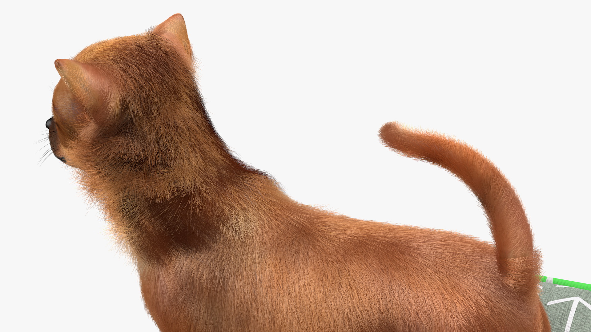 Chihuahua in Dog Bed with Fur 3D model