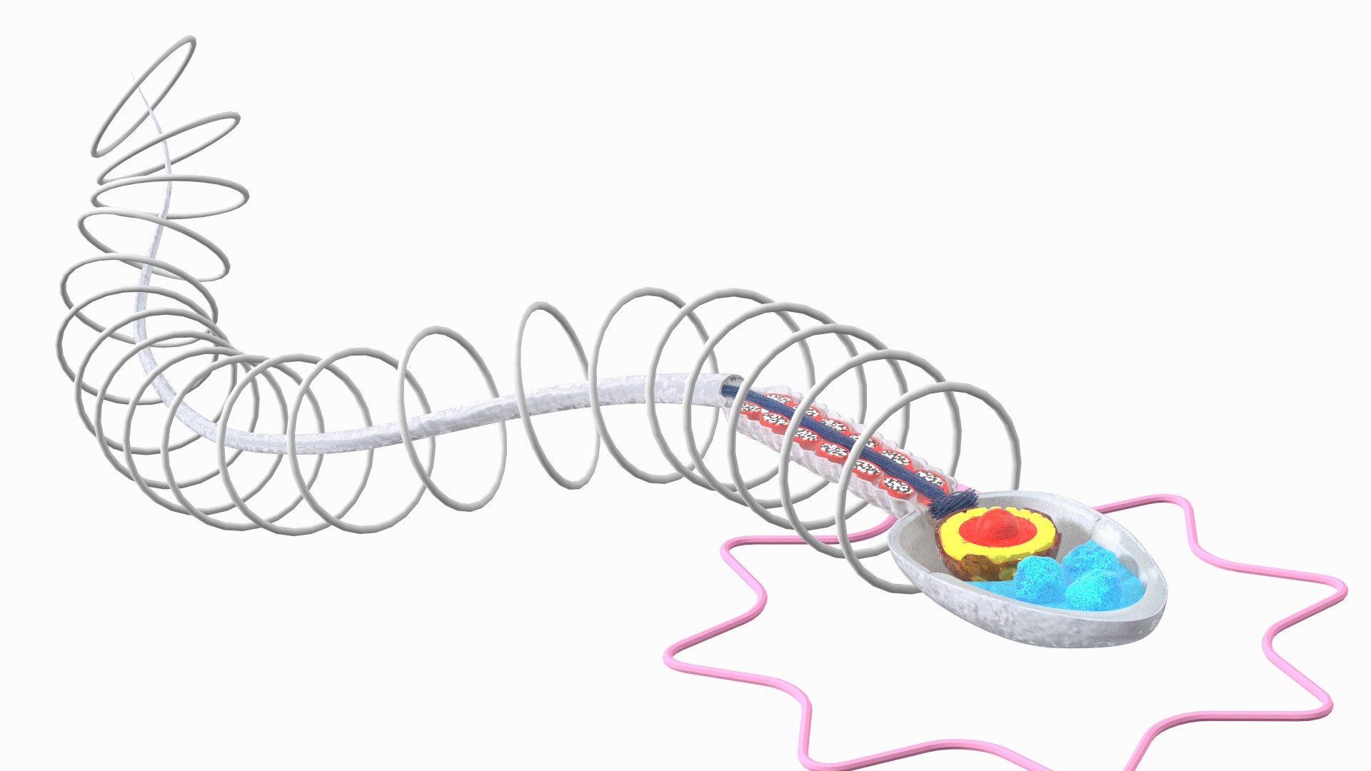 Cross-Sectional Spermotozoa Rigged 3D model