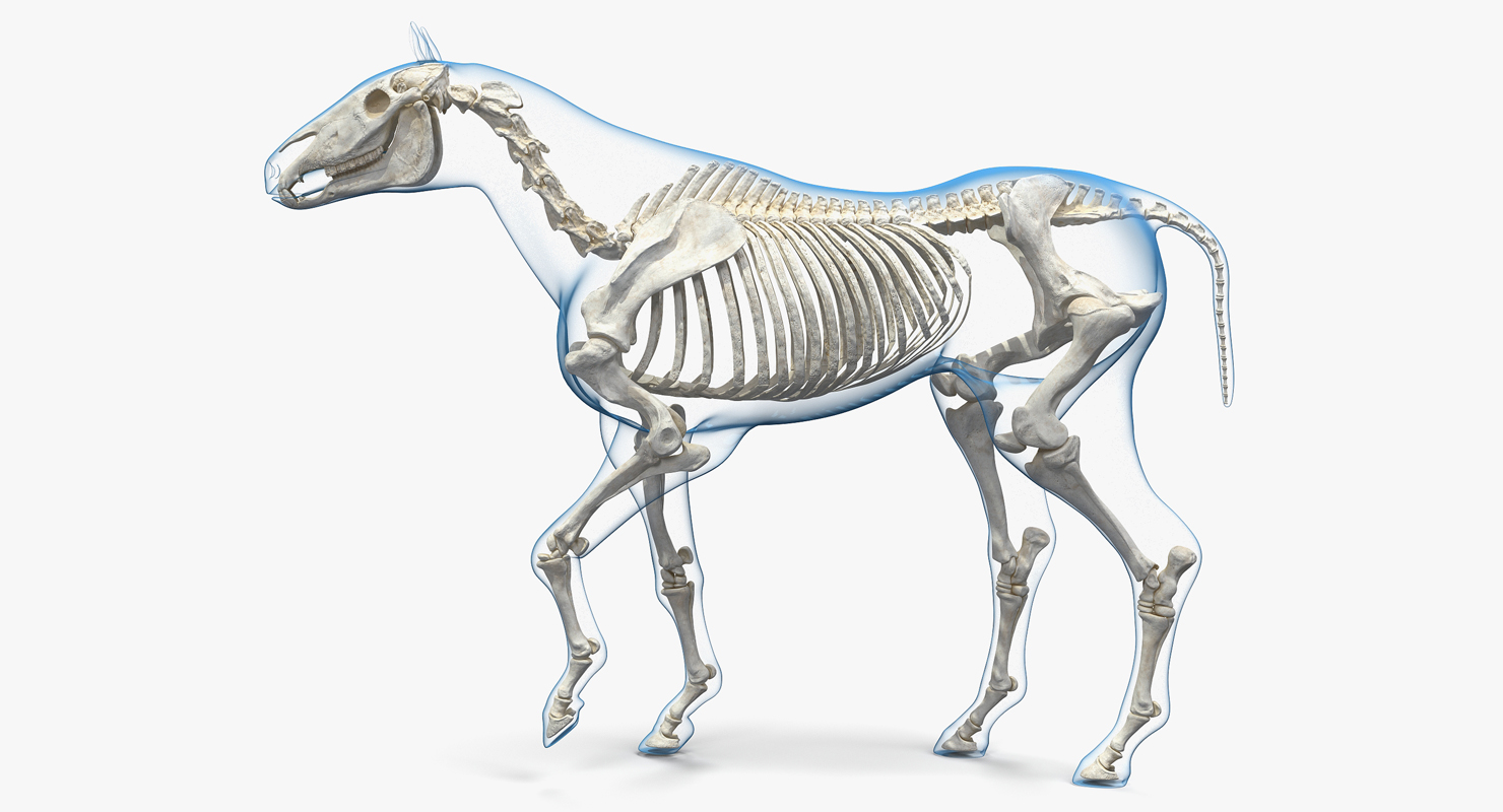 3D model Horse Envelope with Skeleton Rigged