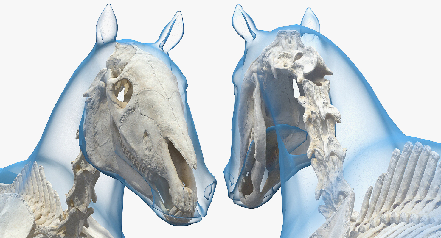 3D model Horse Envelope with Skeleton Rigged