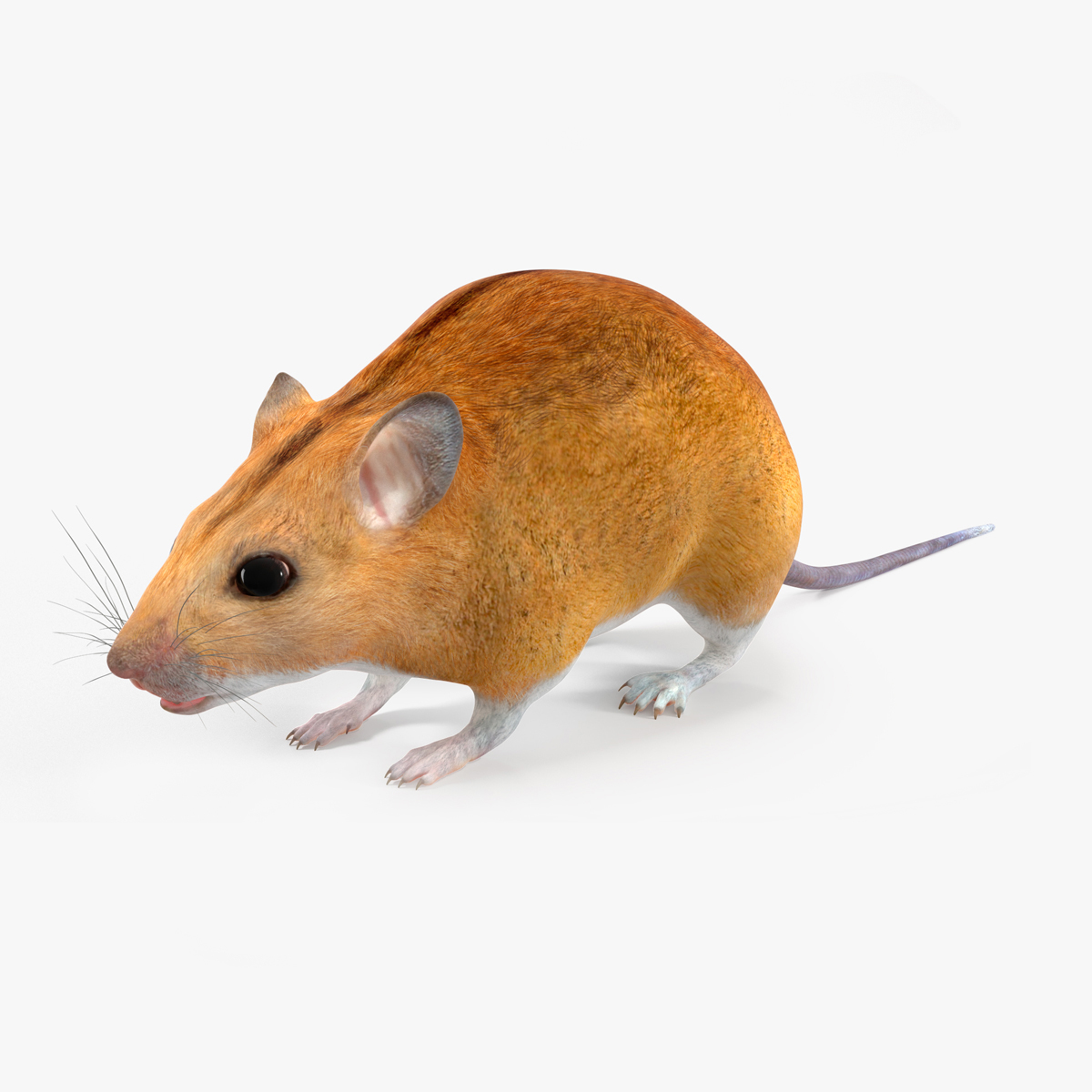 Calabyi Mouse Rigged for Cinema 4D 3D model