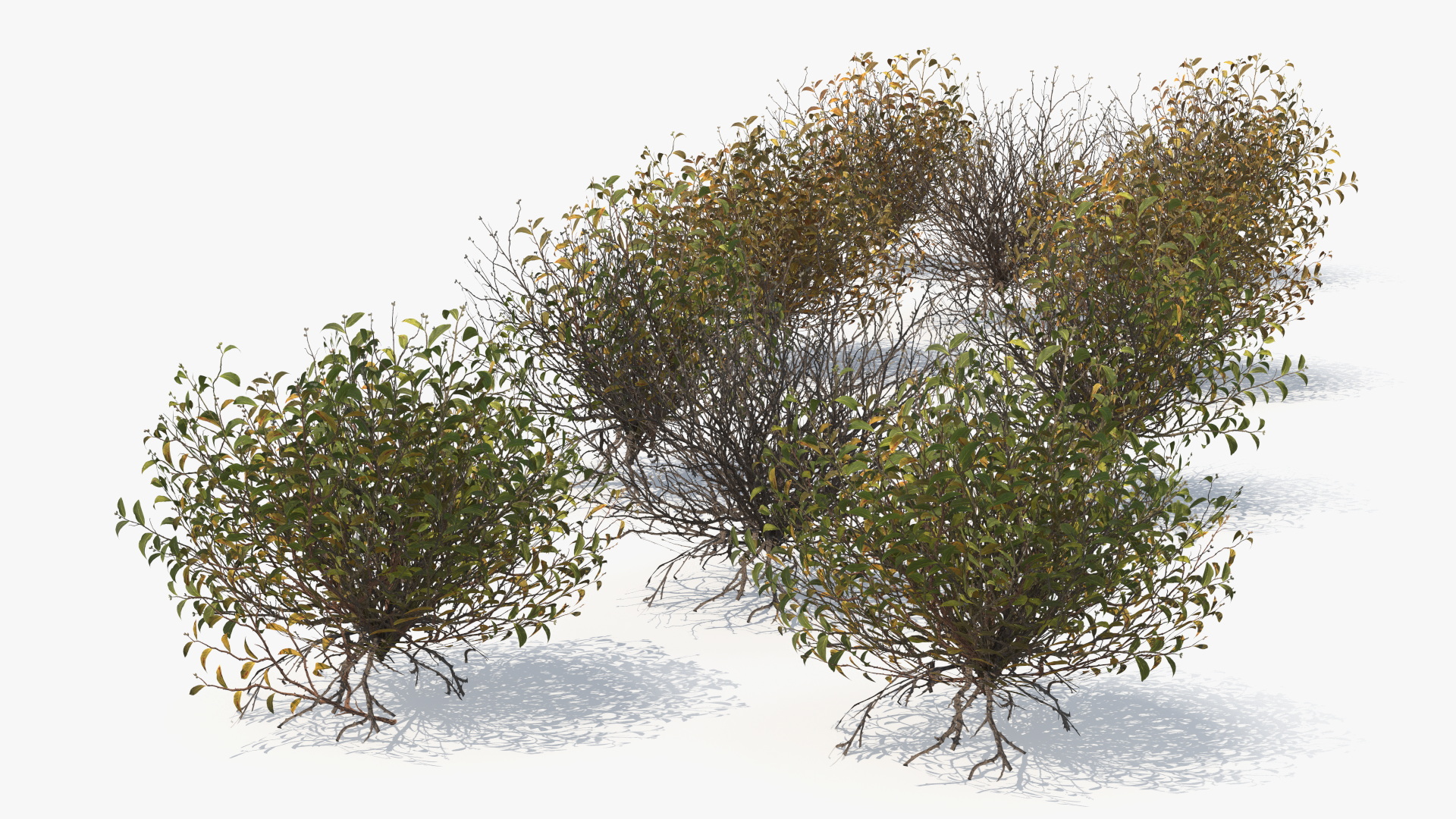 Wild Brush Vegetation with Dry Shrubs Set Low Poly - view 4