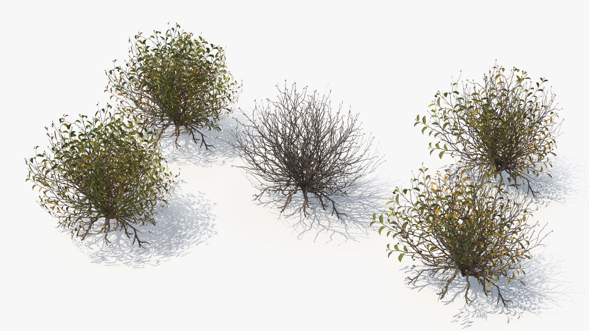 Wild Brush Vegetation with Dry Shrubs Set Low Poly - view 5