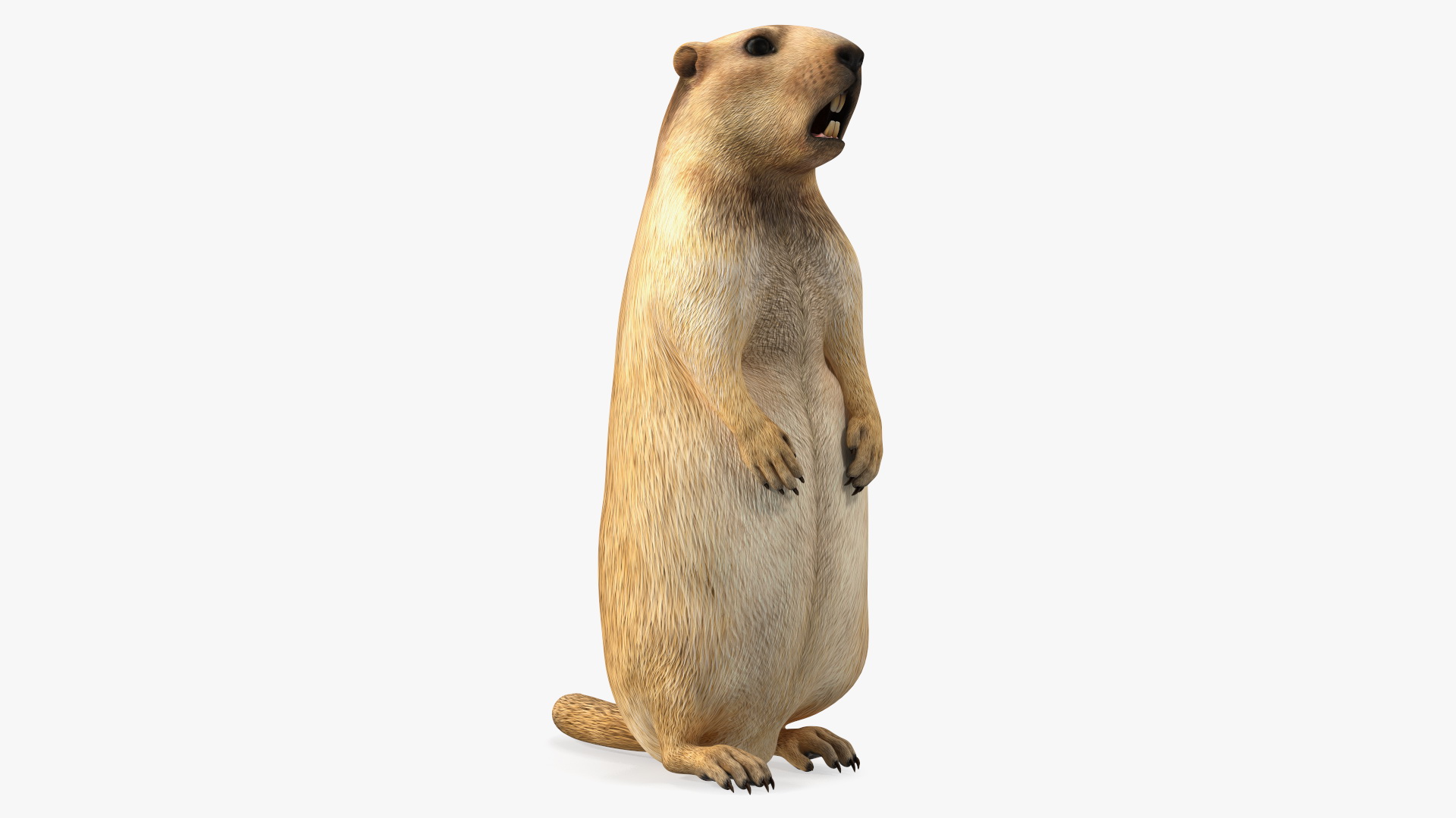 3D Groundhog Standing on Hind Legs