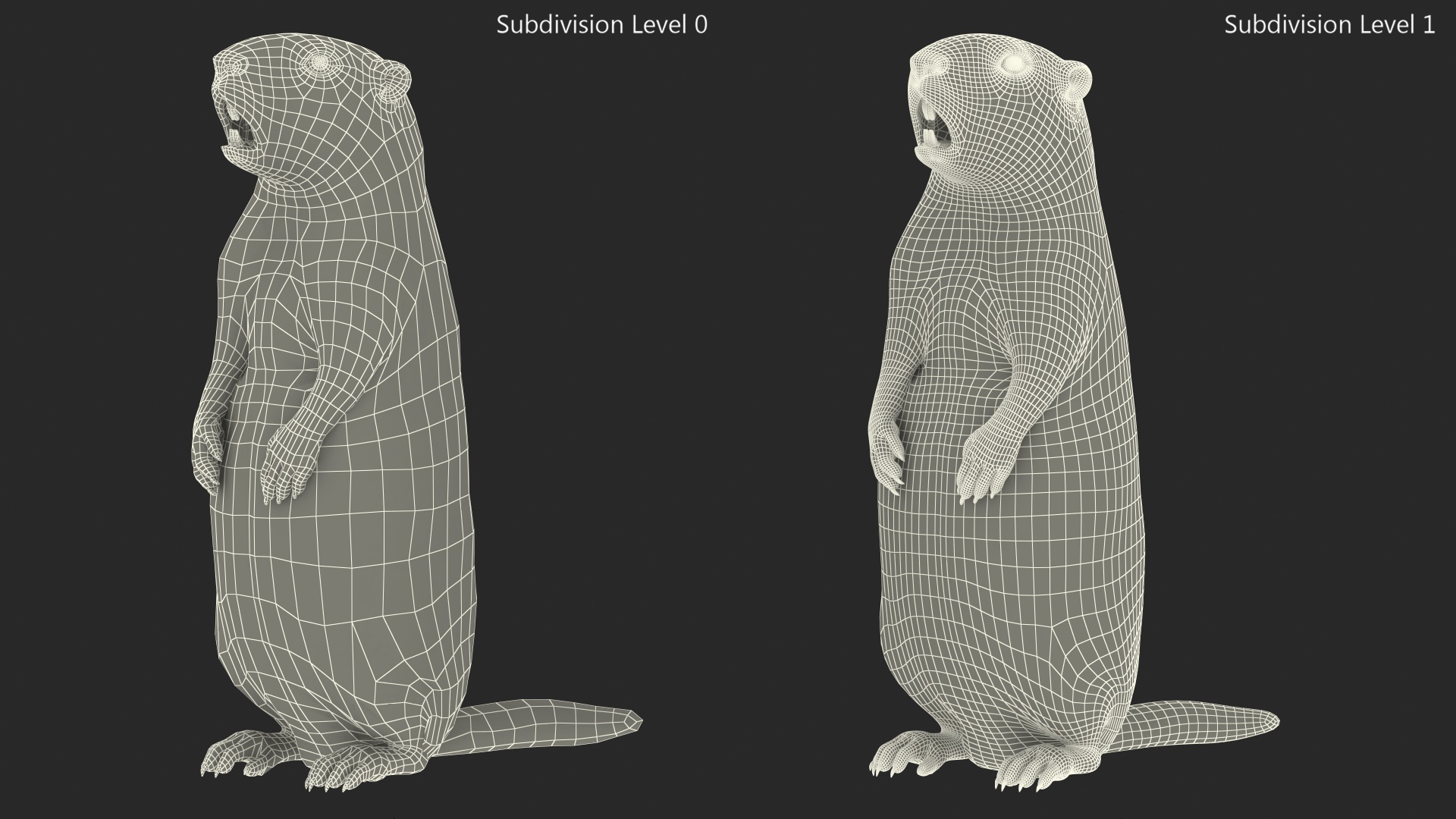 3D Groundhog Standing on Hind Legs