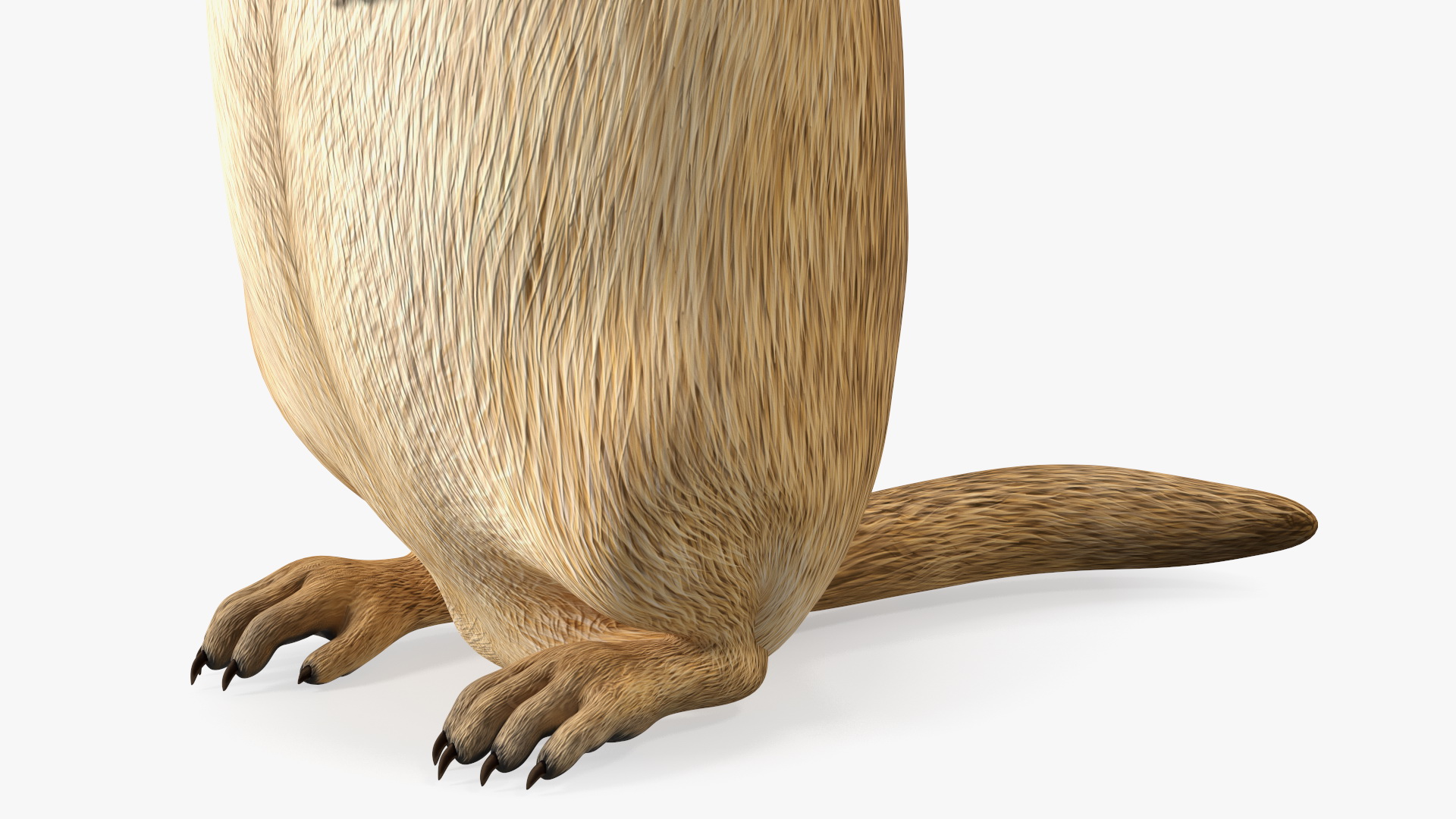 3D Groundhog Standing on Hind Legs