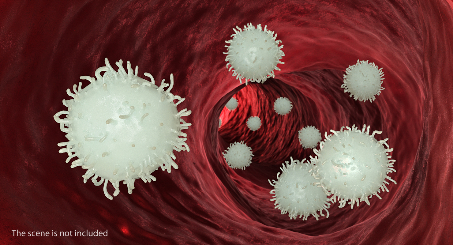 3D White Blood Cell