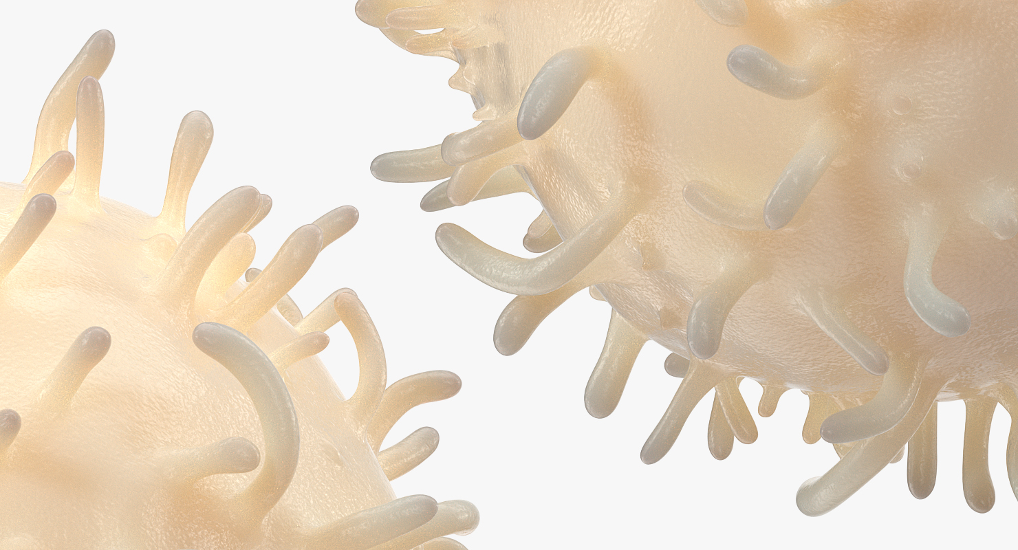 3D White Blood Cell