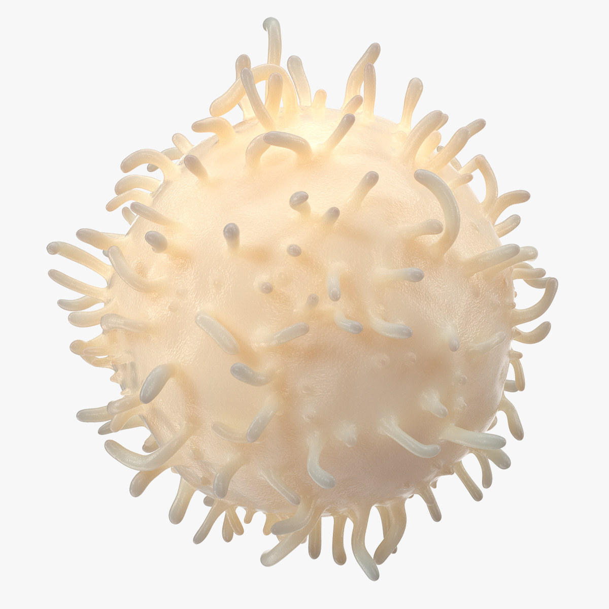 Blood Cell 3D Model, view 3