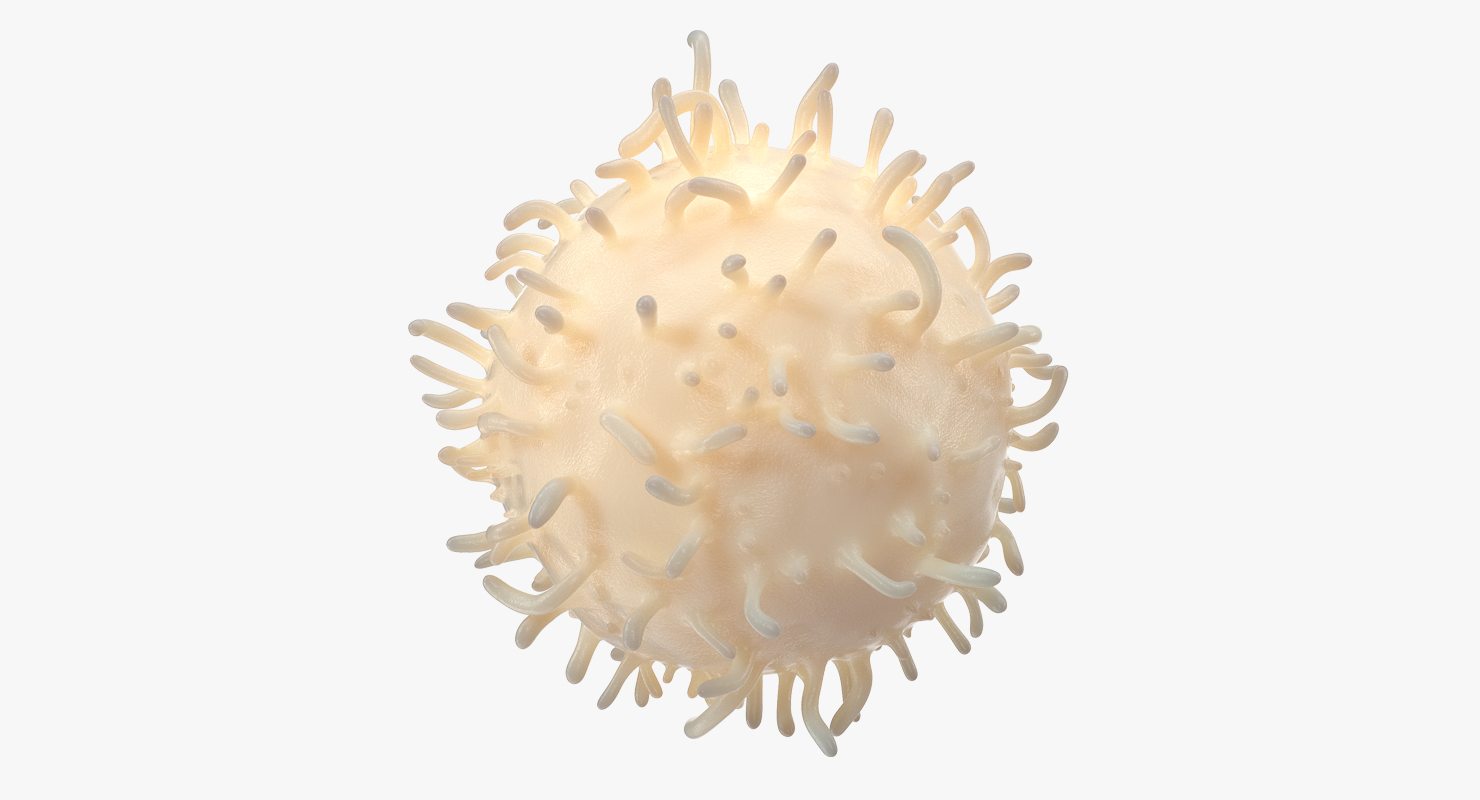 3D White Blood Cell