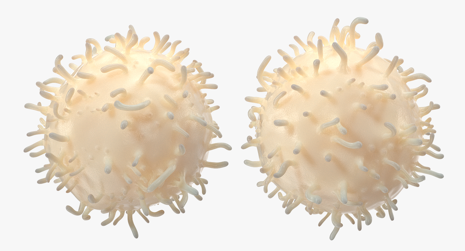 3D White Blood Cell
