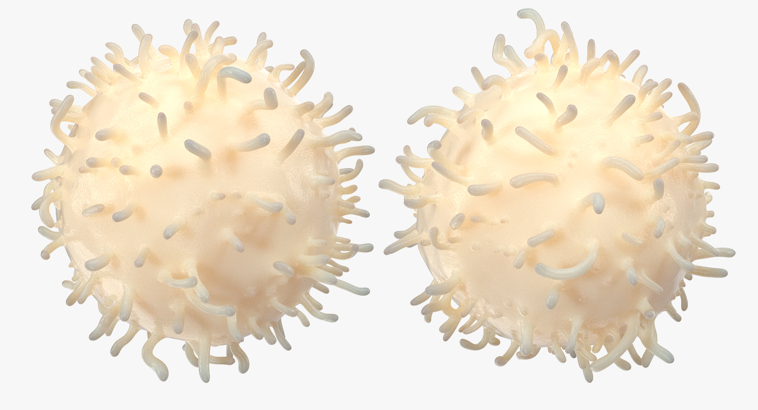 3D White Blood Cell