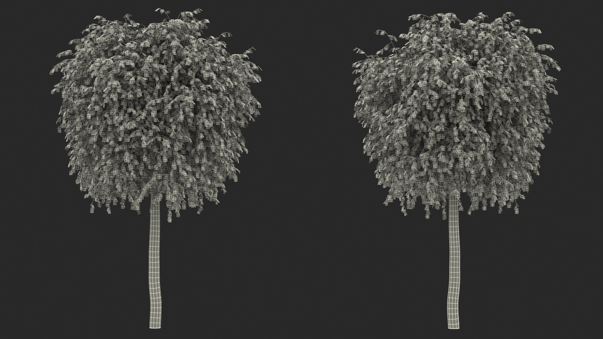 Small Birch Tree Green 3D