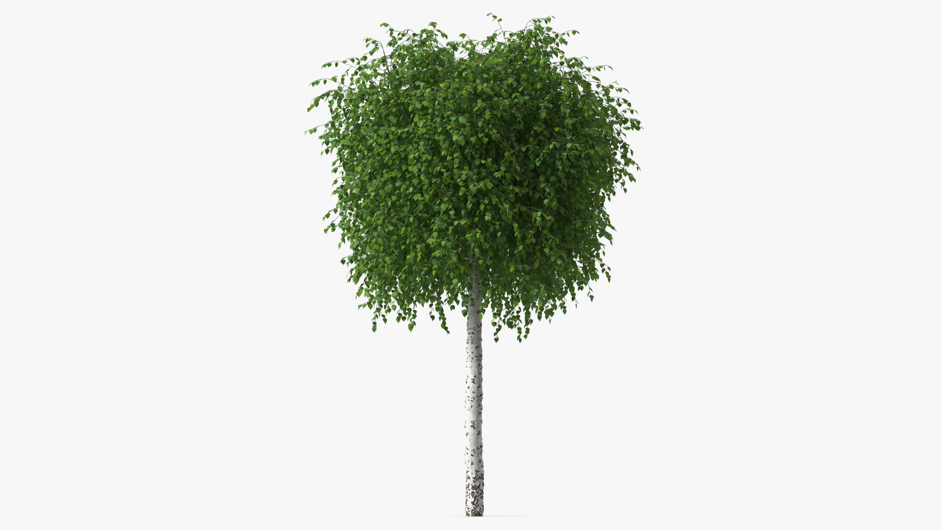 Small Birch Tree Green 3D