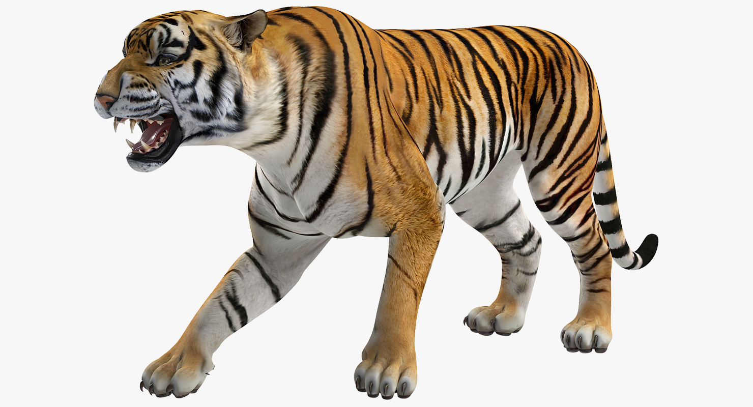 3D model Tiger Roar