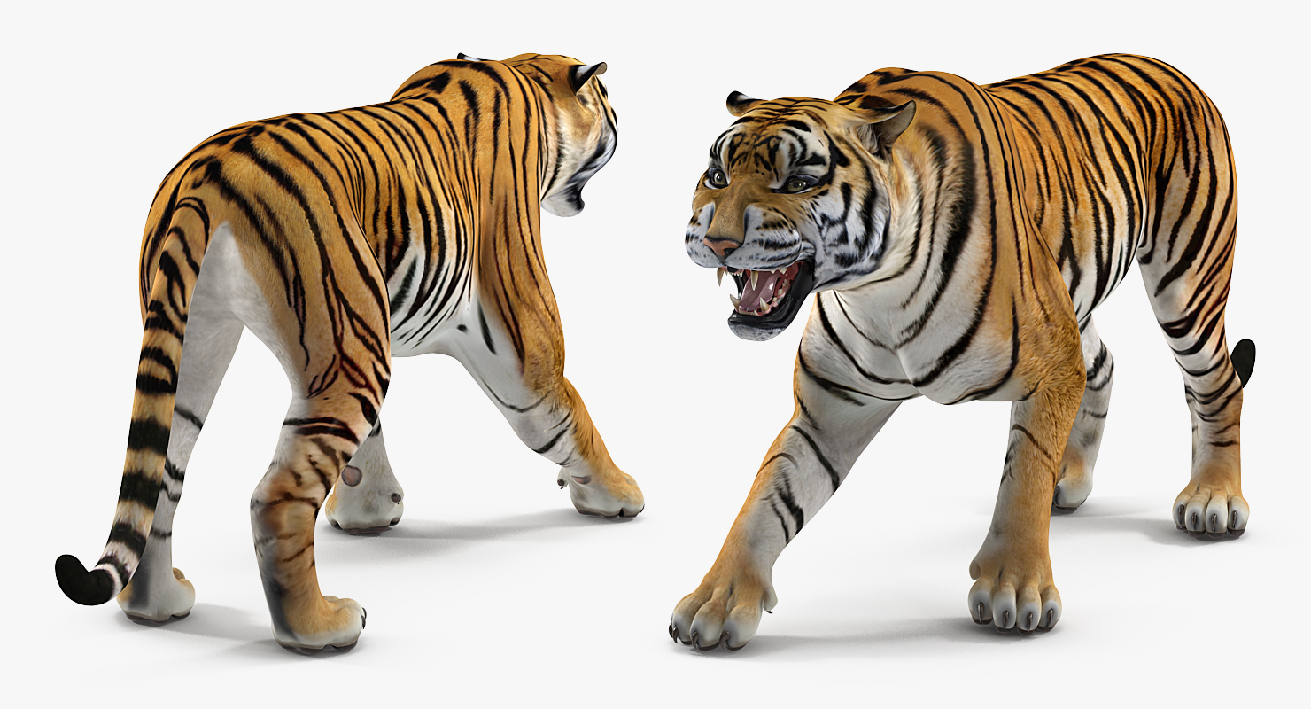 3D model Tiger Roar
