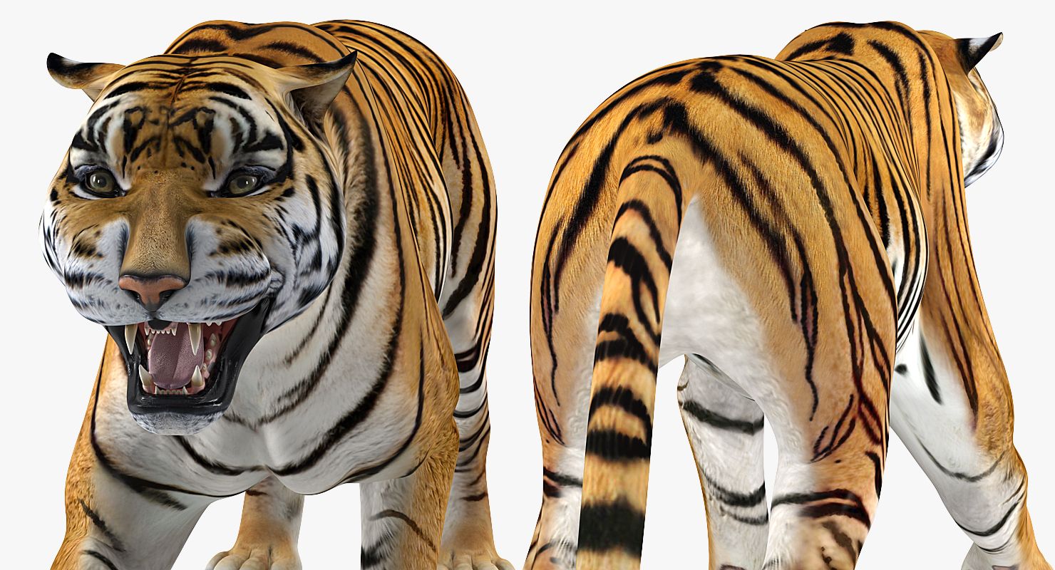 3D model Tiger Roar